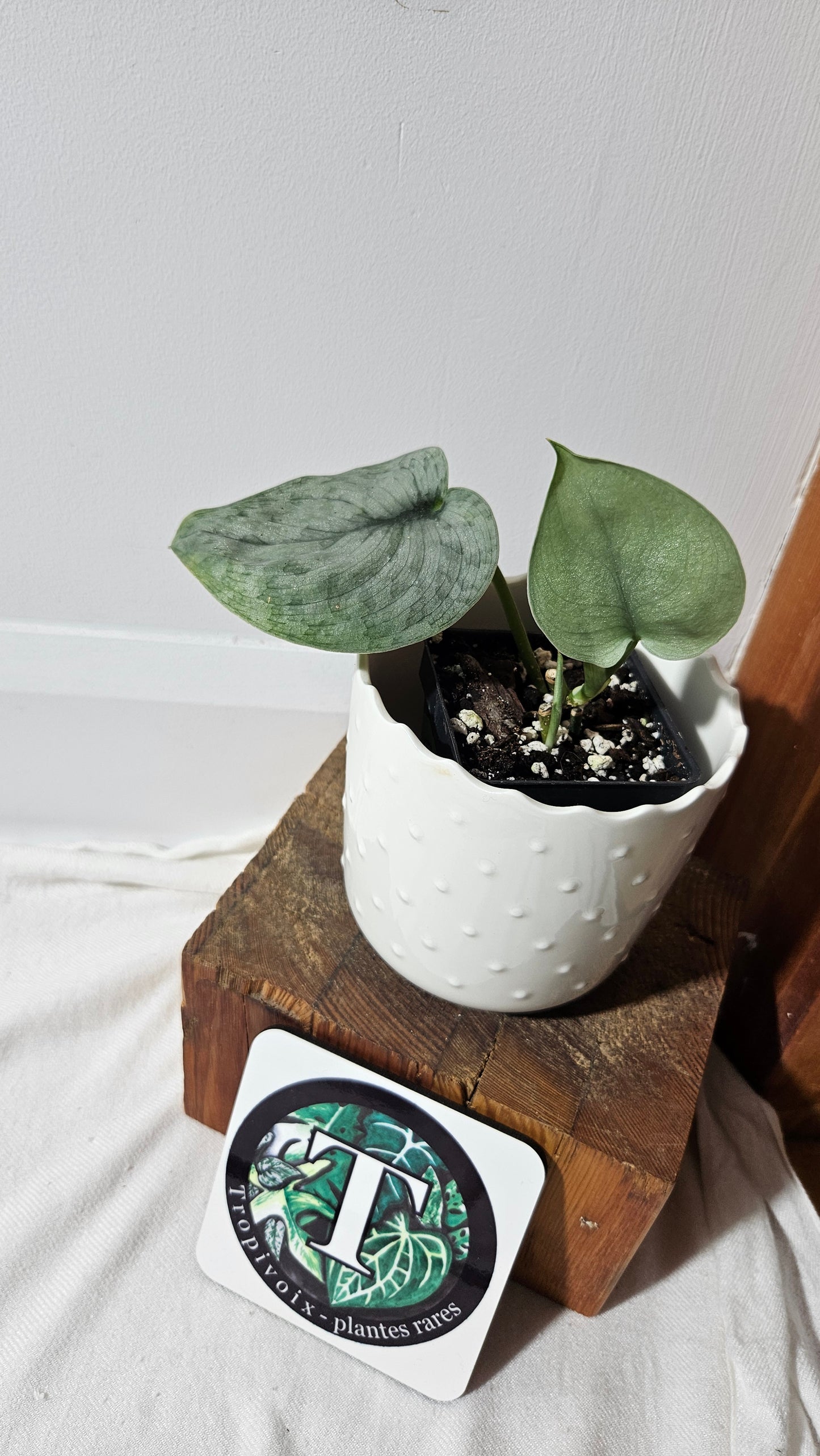 Scindapsus Silver Cloud (SCI-1049)