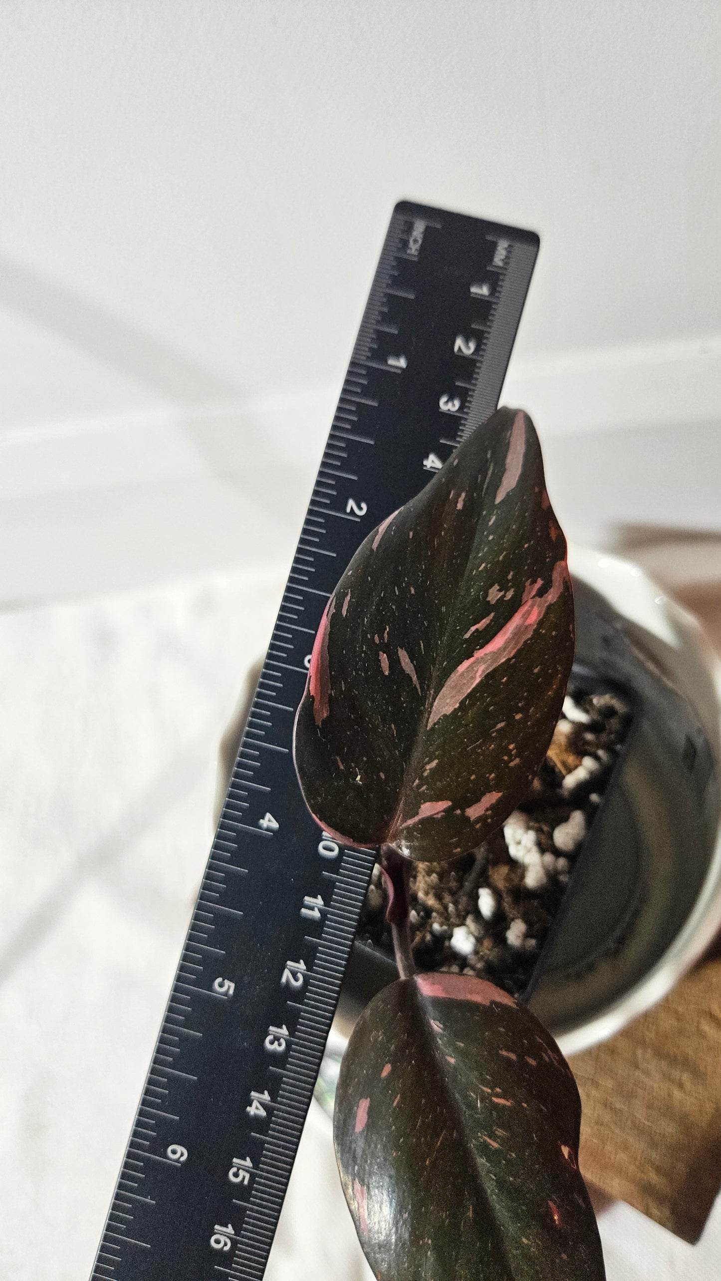 Philodendron Black Cherry (PHI-799)