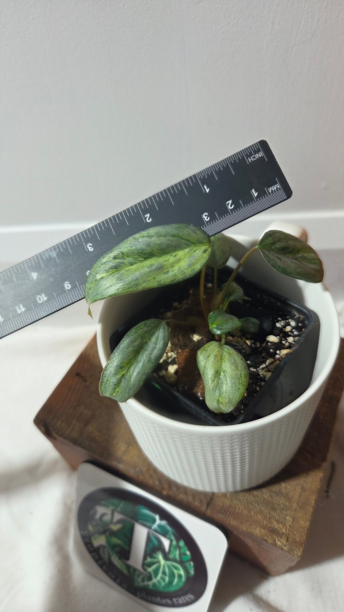 Philodendron Sodiroi Variegata (PHI-511)