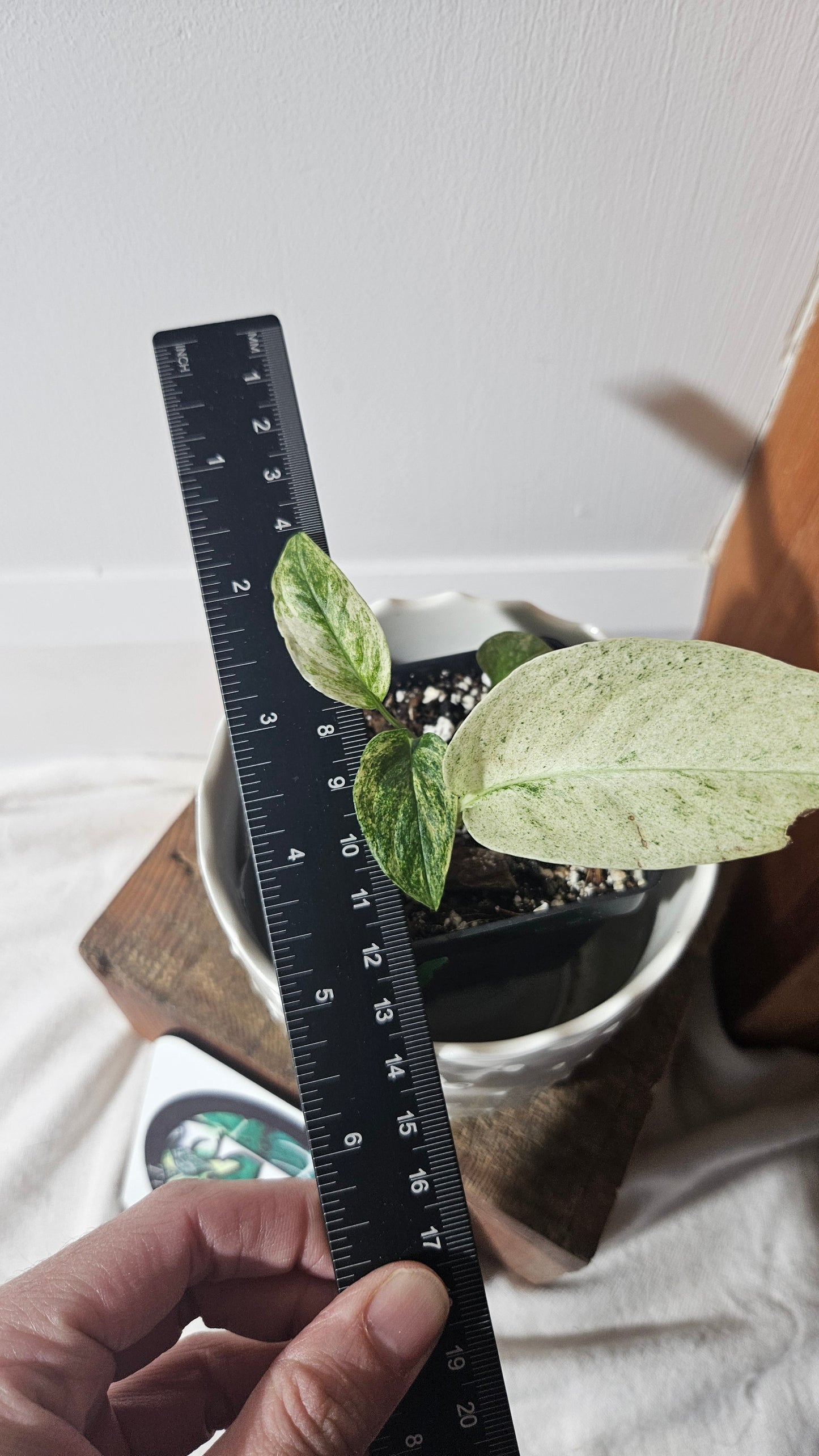 Monstera Laniata Mint (MON-391)