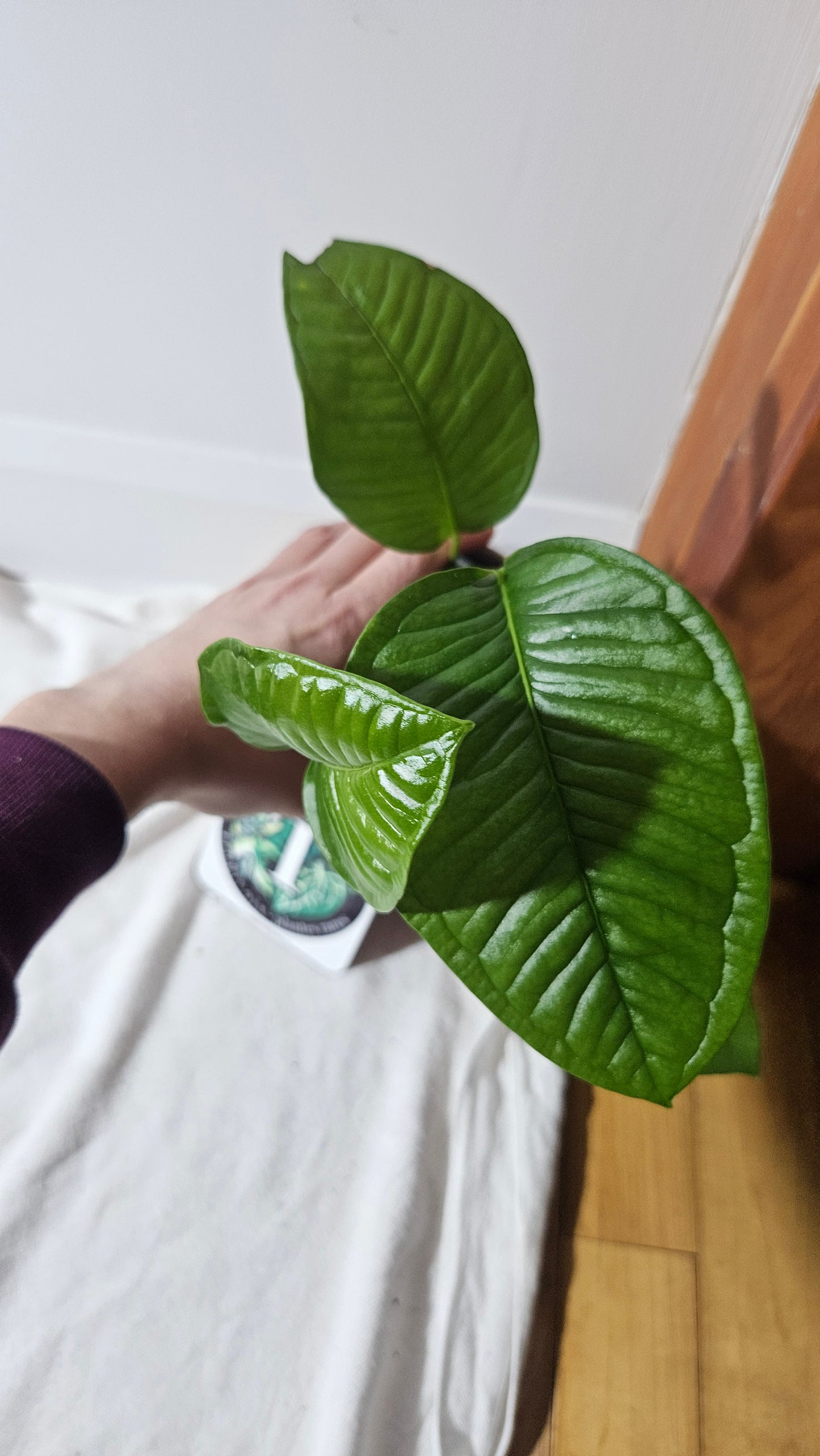 Anthurium Umbricola "format MOYEN" (ANT-385)
