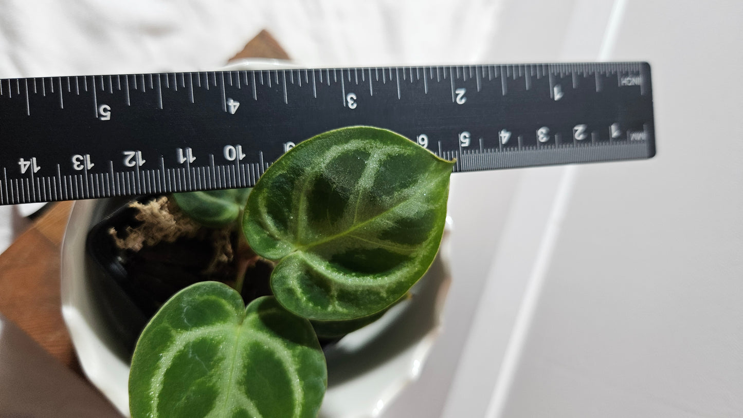 Anthurium Dorayaki Silver "format PETIT"( ANT-576)