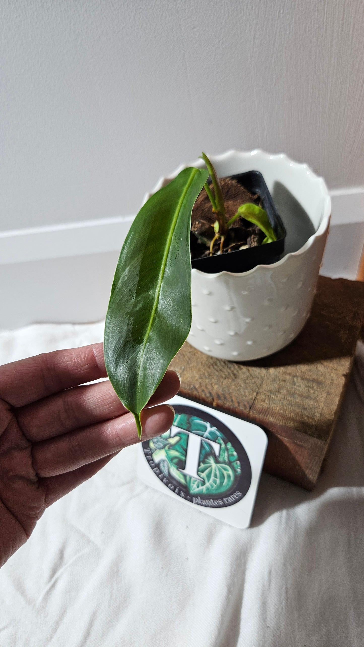 Philodendron Patriciae (PHI-886)