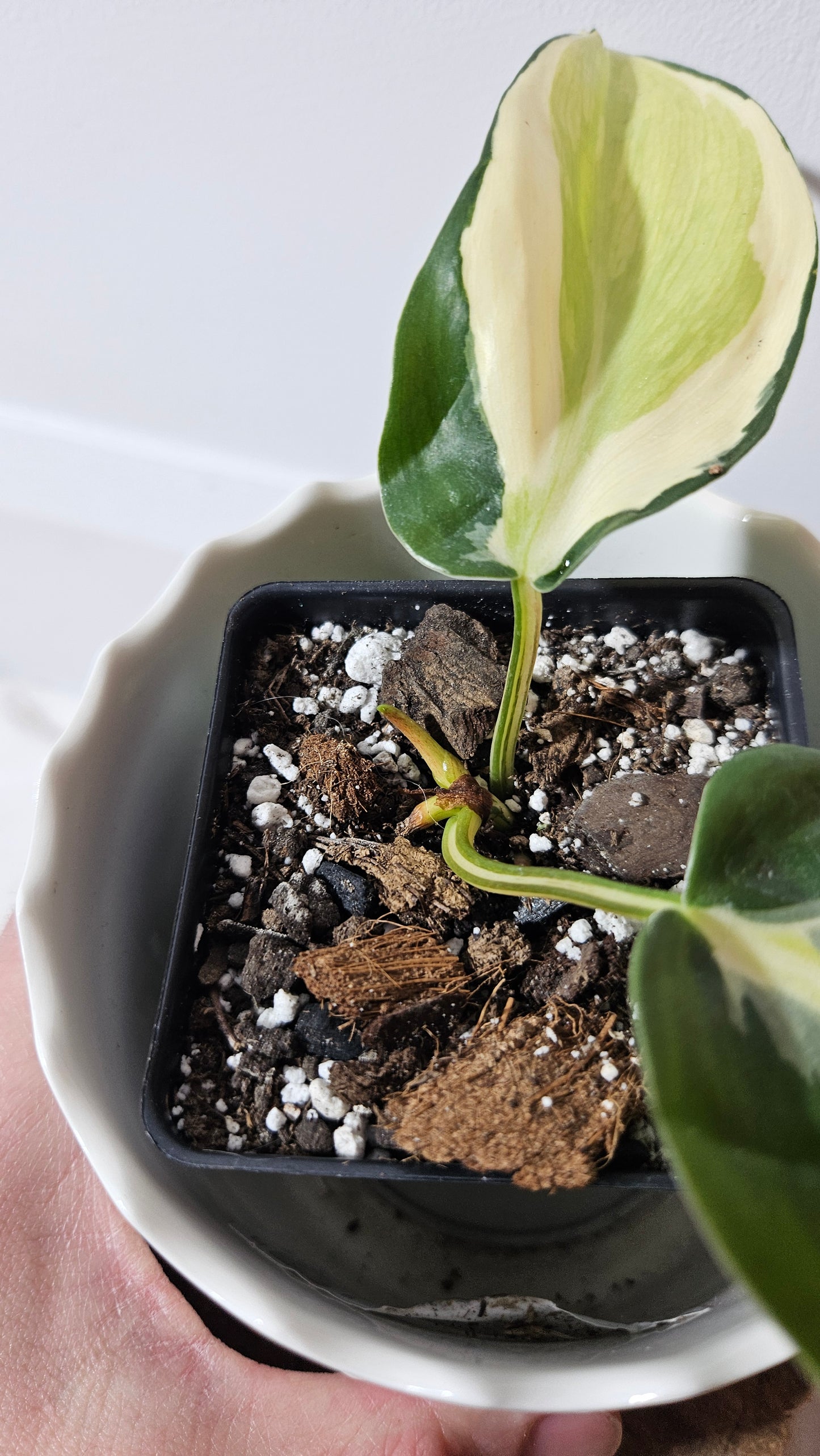 Philodendron Hederaceum Silver Stripe (PHI-736)