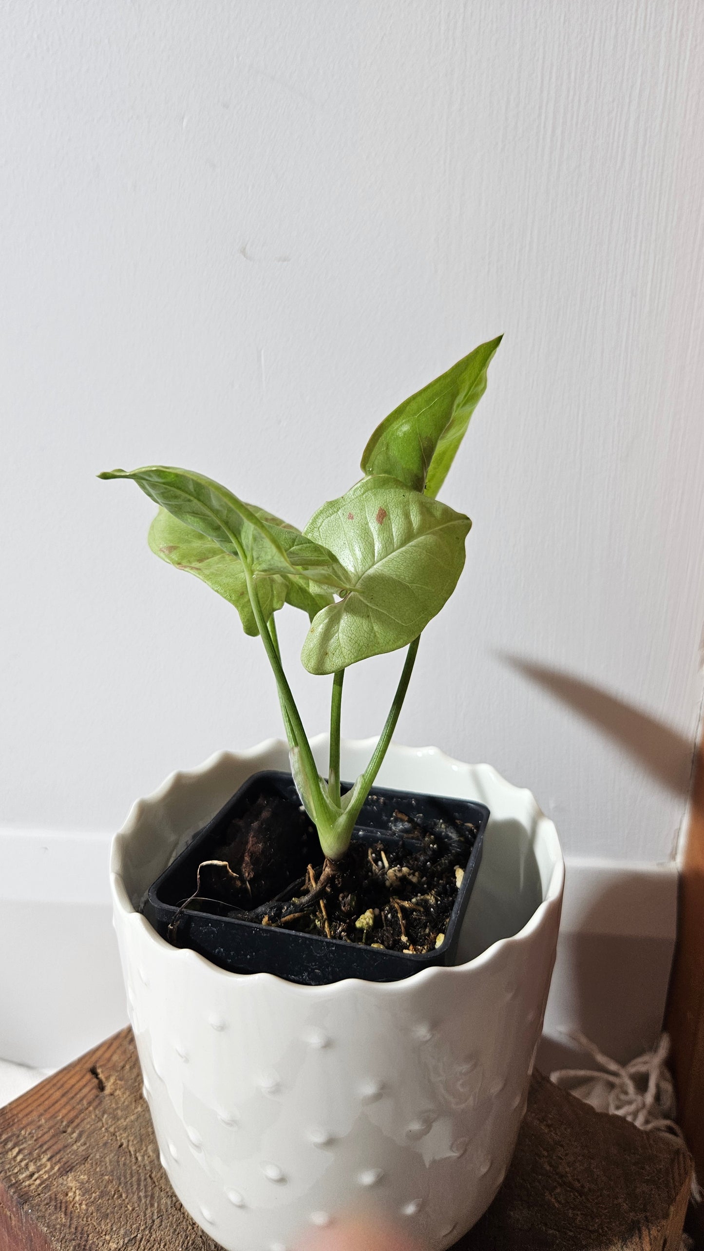 Syngonium Milk Confetti (SYN-389)