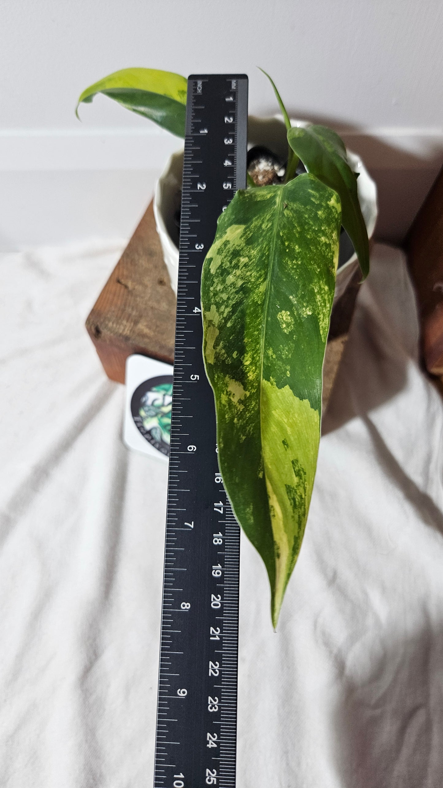 Philodendron Domesticum Variegata (PHI-742)