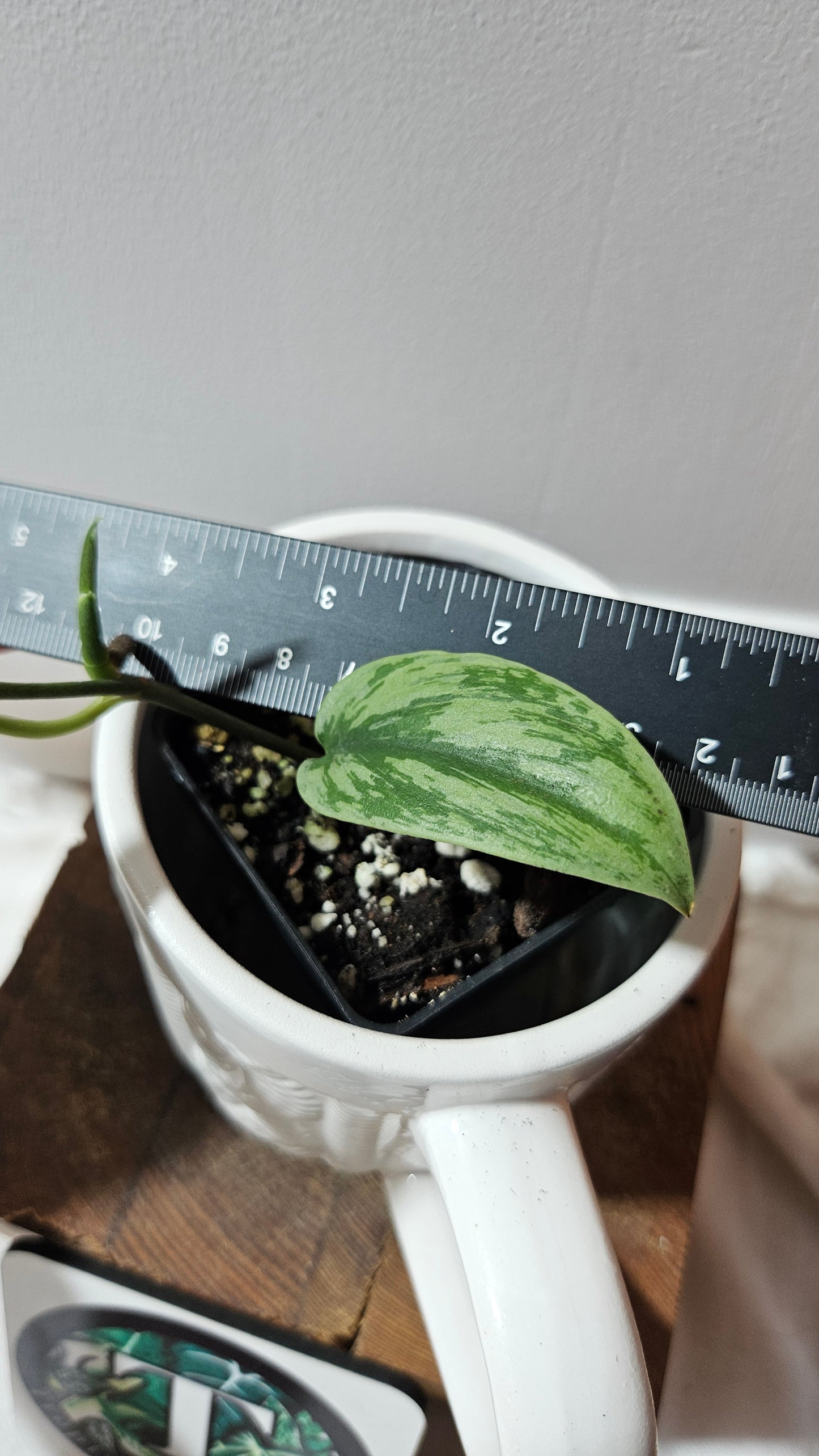 Scindapsus Army silver (SCI-1214)