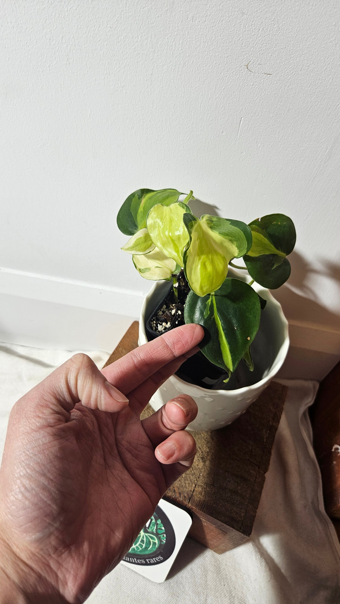 Philodendron Hederaceum Cream Splash (PHI-730)