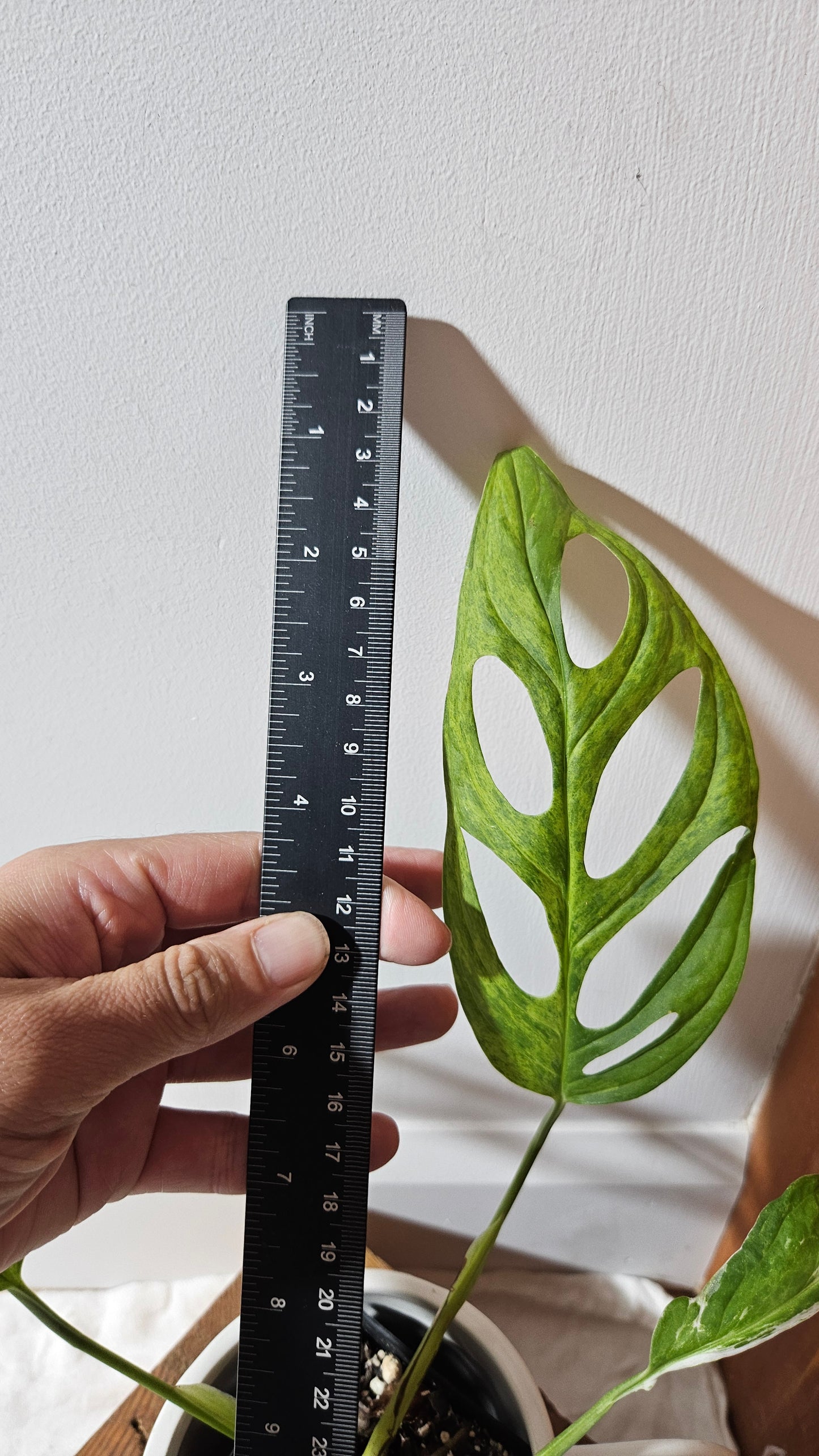 Monstera Andasonii Mint/Indo (MON-475)