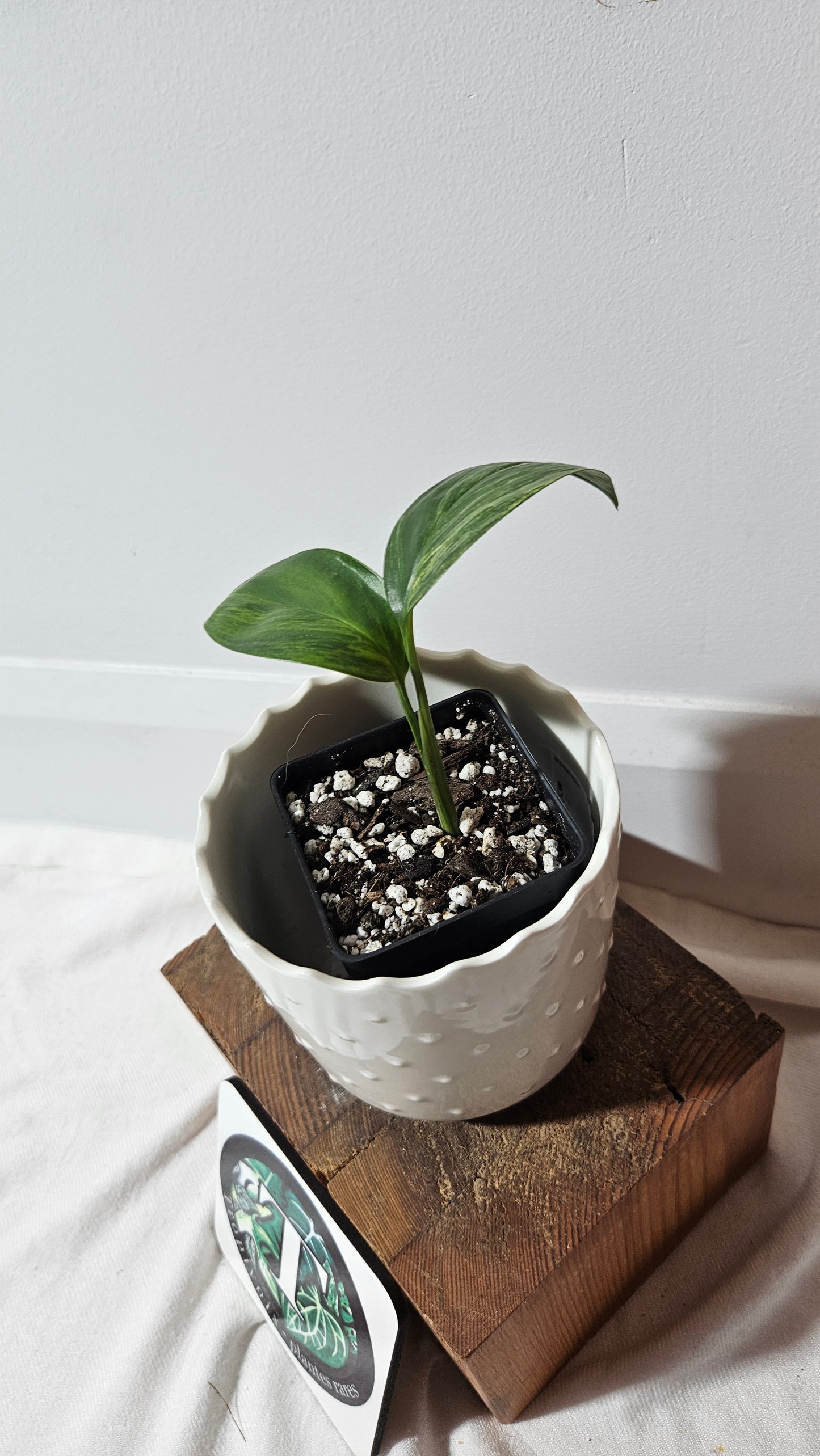 Epipremnum Amplissinum Variegata (EPI-219)