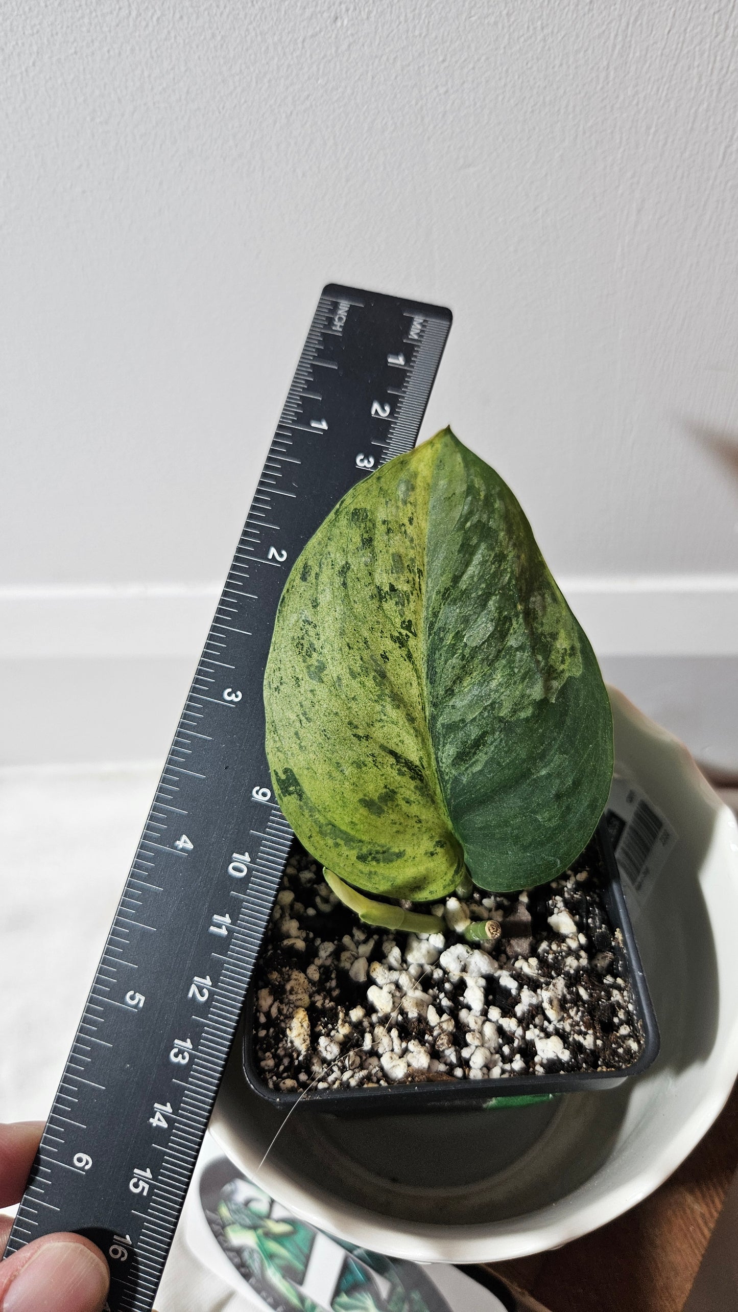 Scindapsus Black Dragon Variegata (SCI-838)