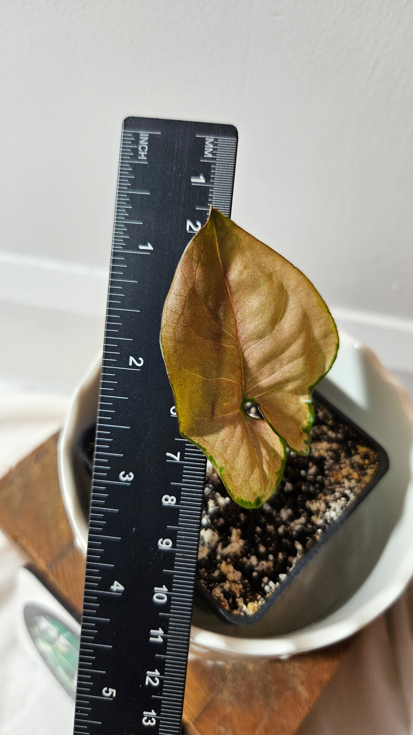 Syngonium Orm Nak Red (SYN-368)