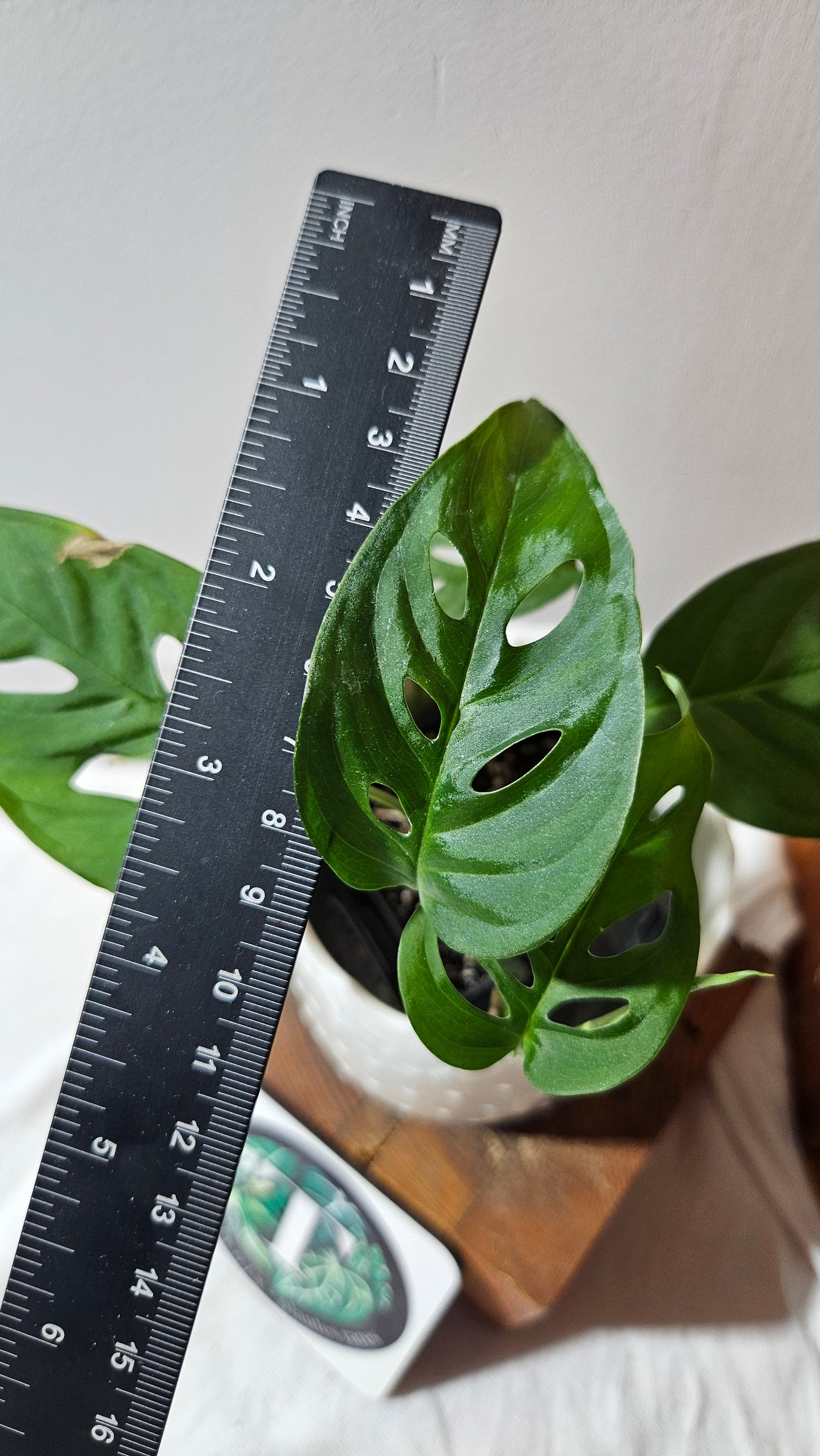 Monstera Obliqua Aff Indanza (MON-434)