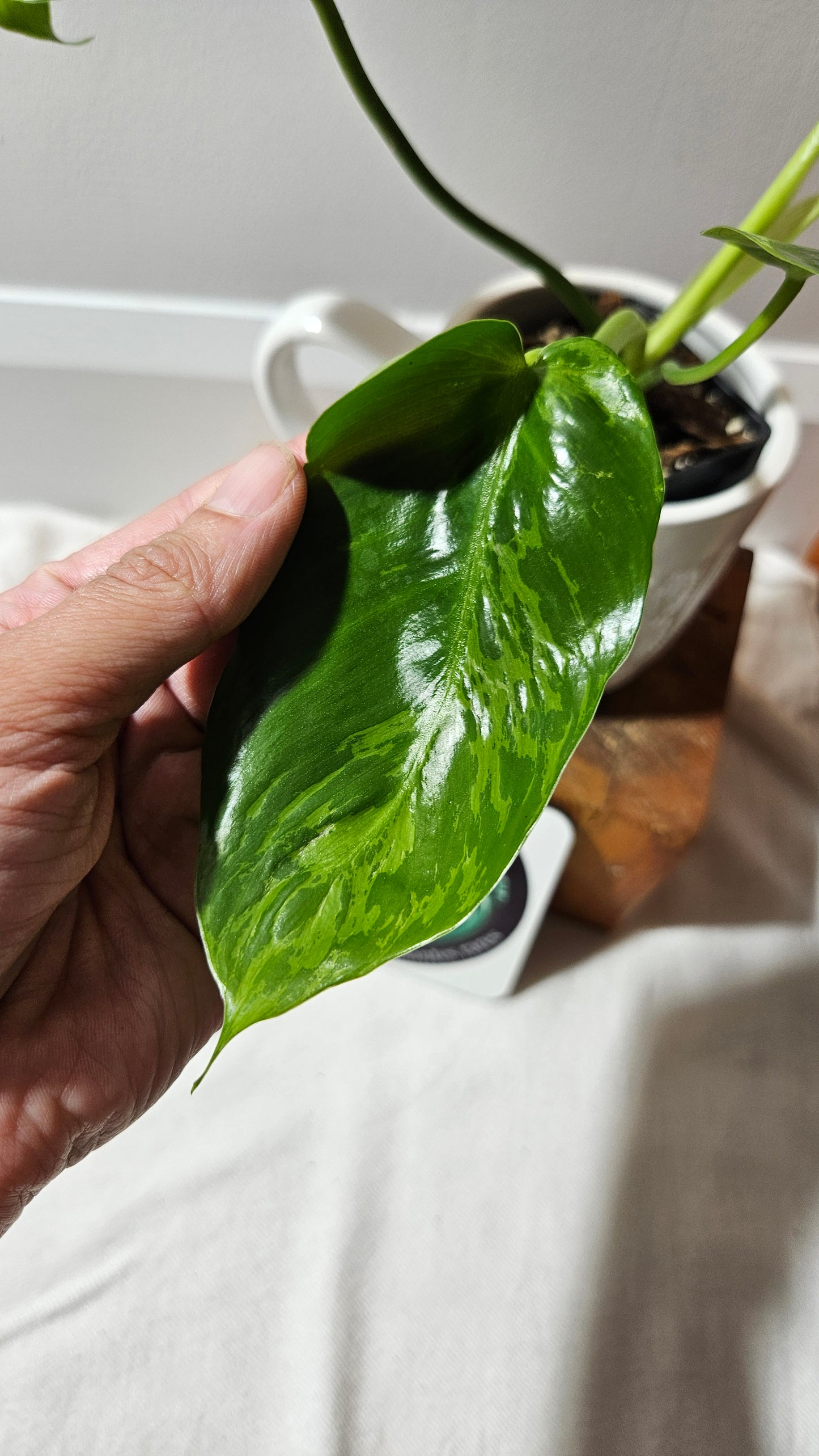 Philodendron Lime fiddle/ Minarum (PHI-909)