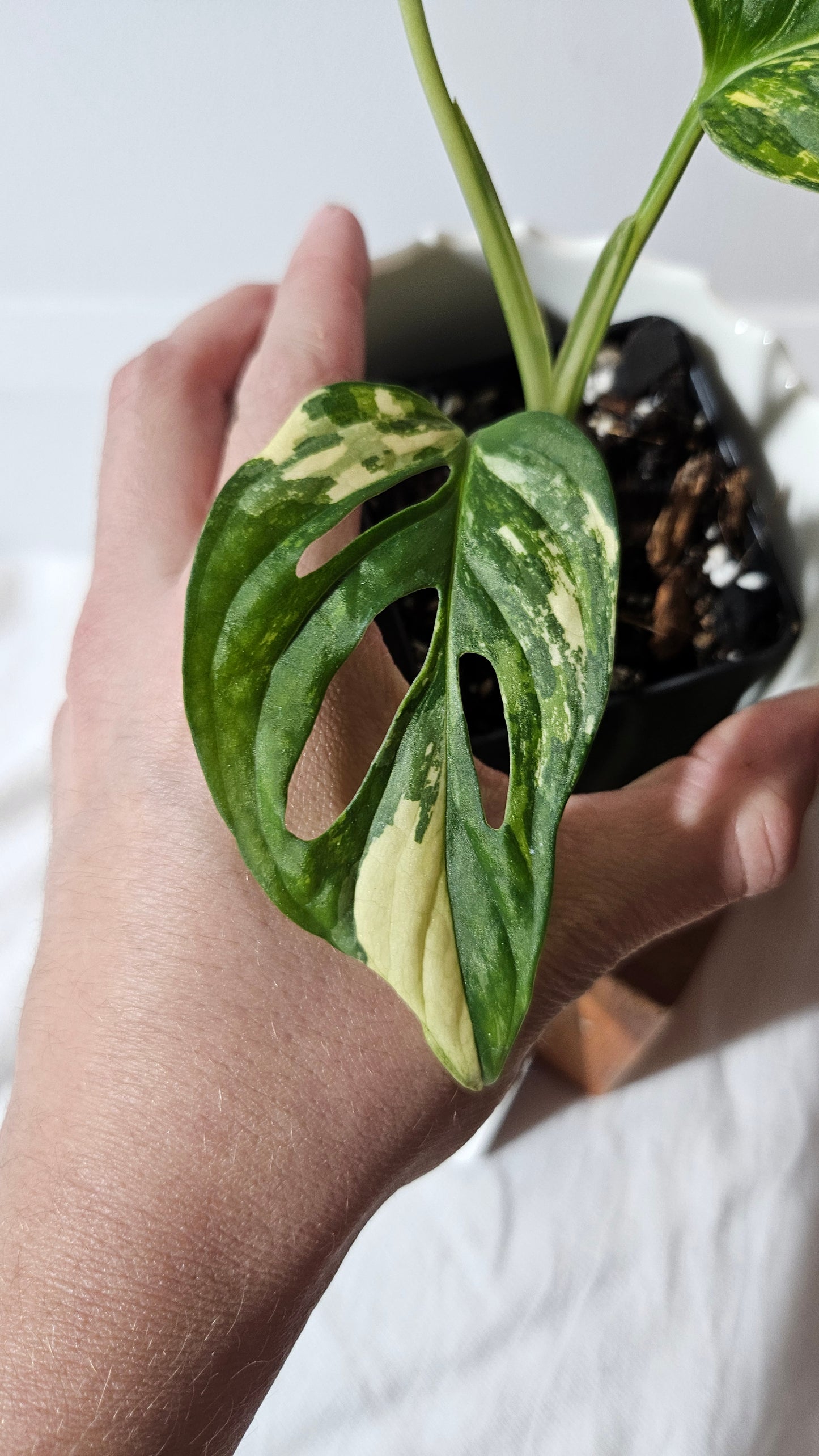 Monstera Andasonii Tricolore (MON-414)