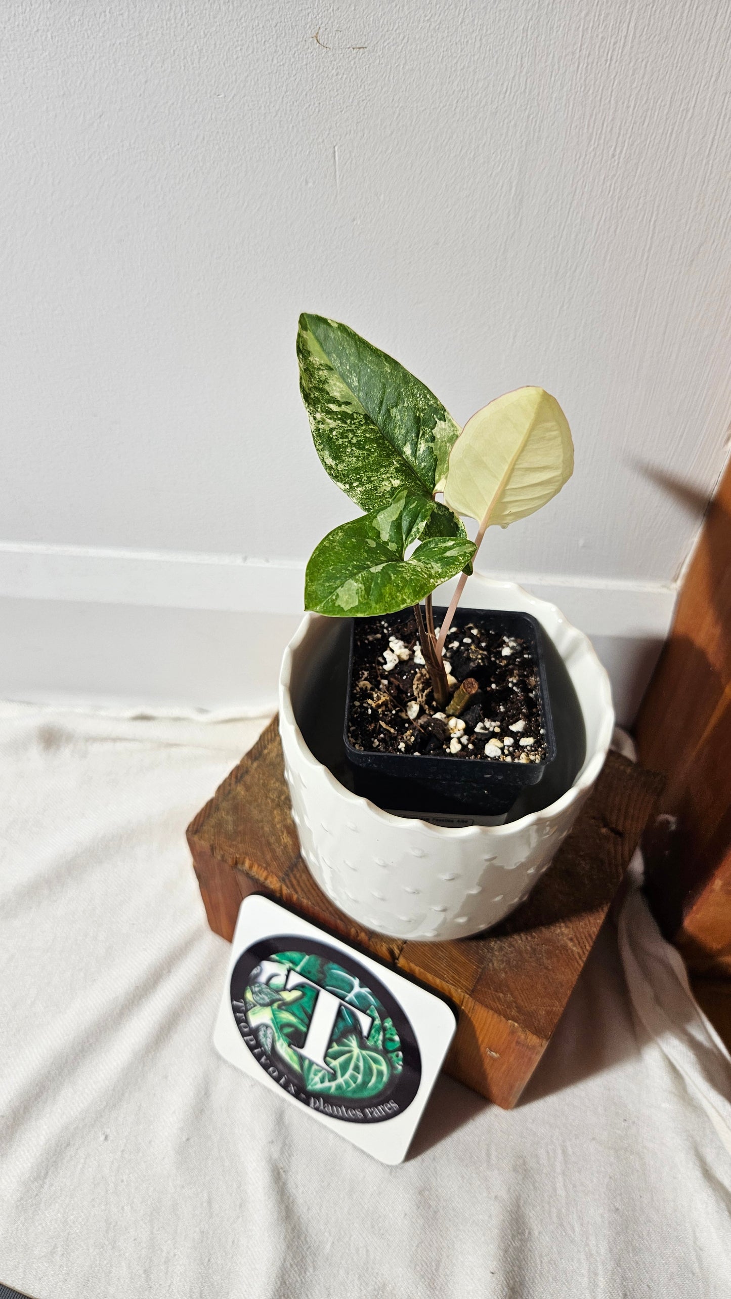 Syngonium Faustina Albo (SYN-348)