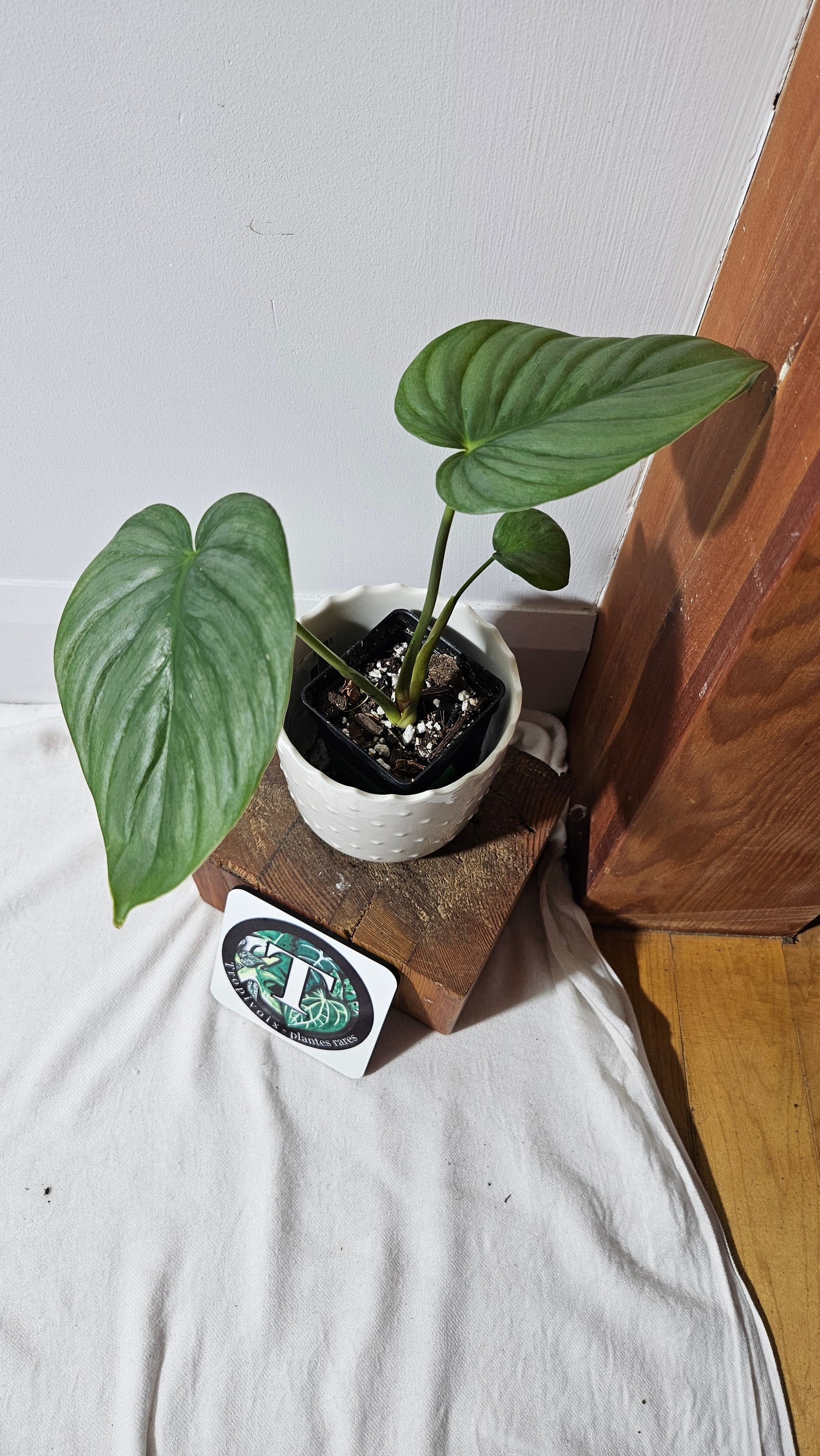 Philodendron Pastazanum Platinum (PHI-827)