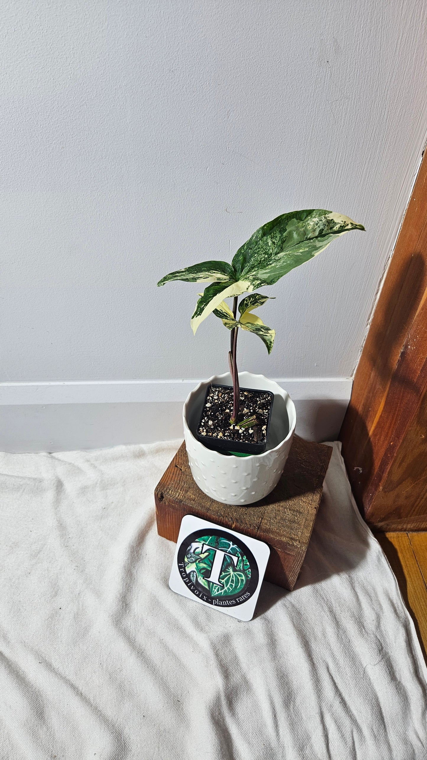 Syngonium Albo (SYN-397)