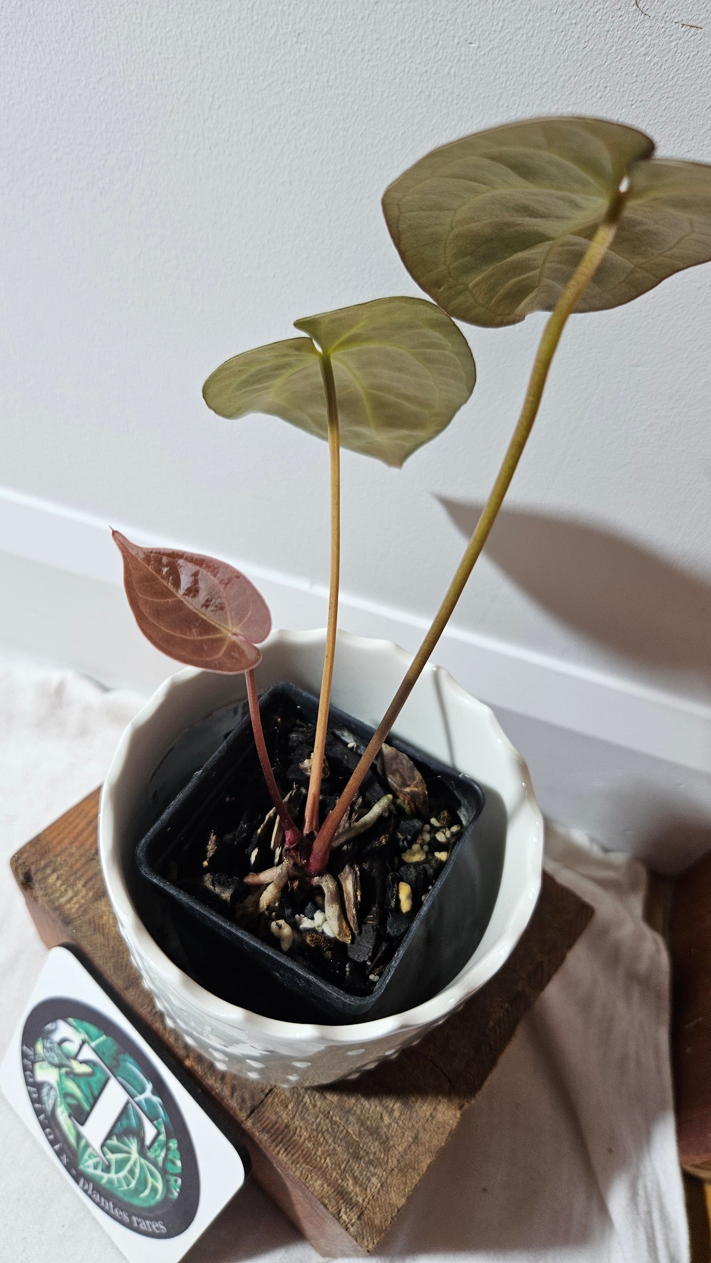 Anthurium BVIT "format MOYEN" (ANT-119)