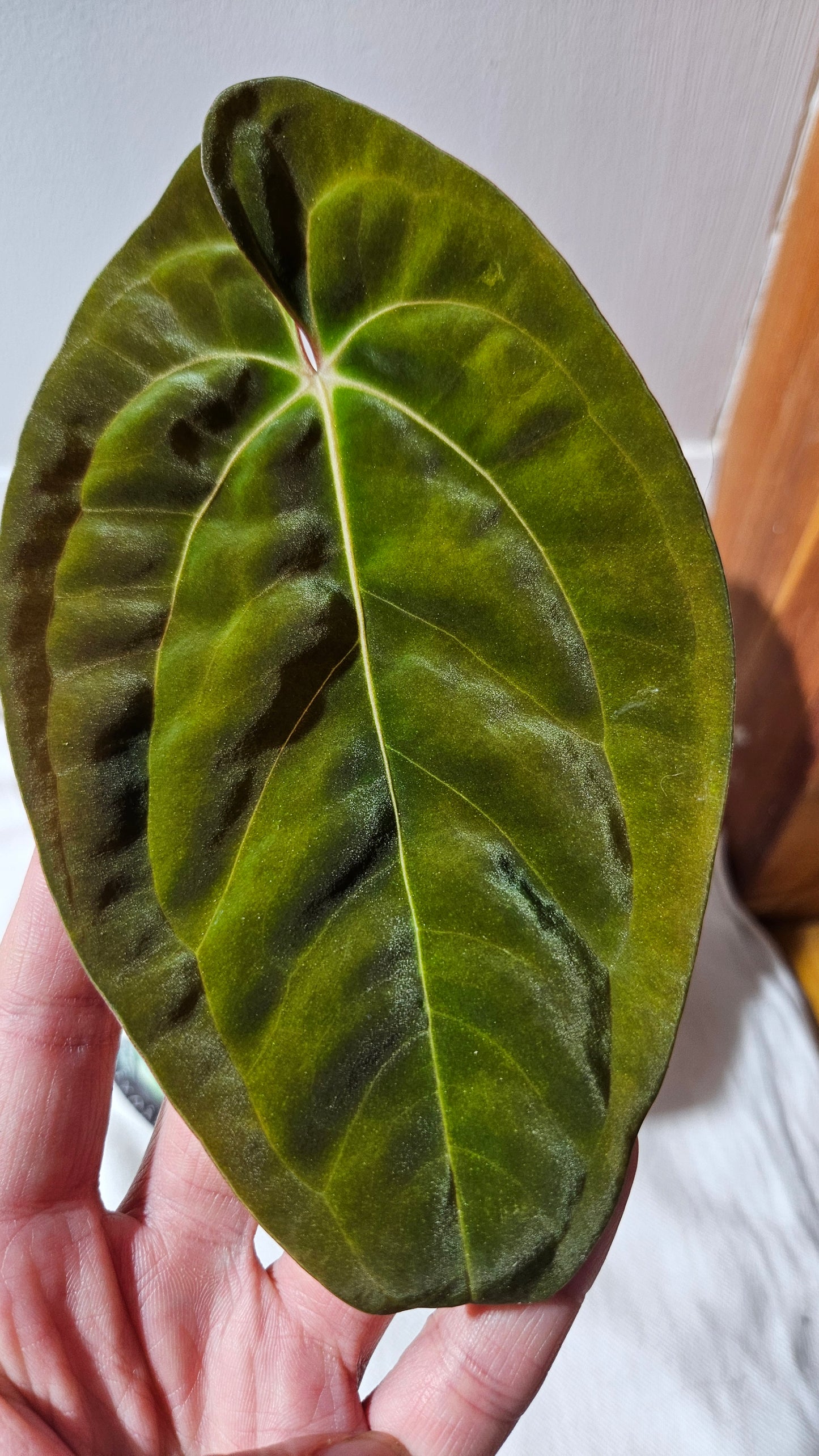 Anthurium Papillilaminum (d'équateur) "format MOYEN" (ANT-440)