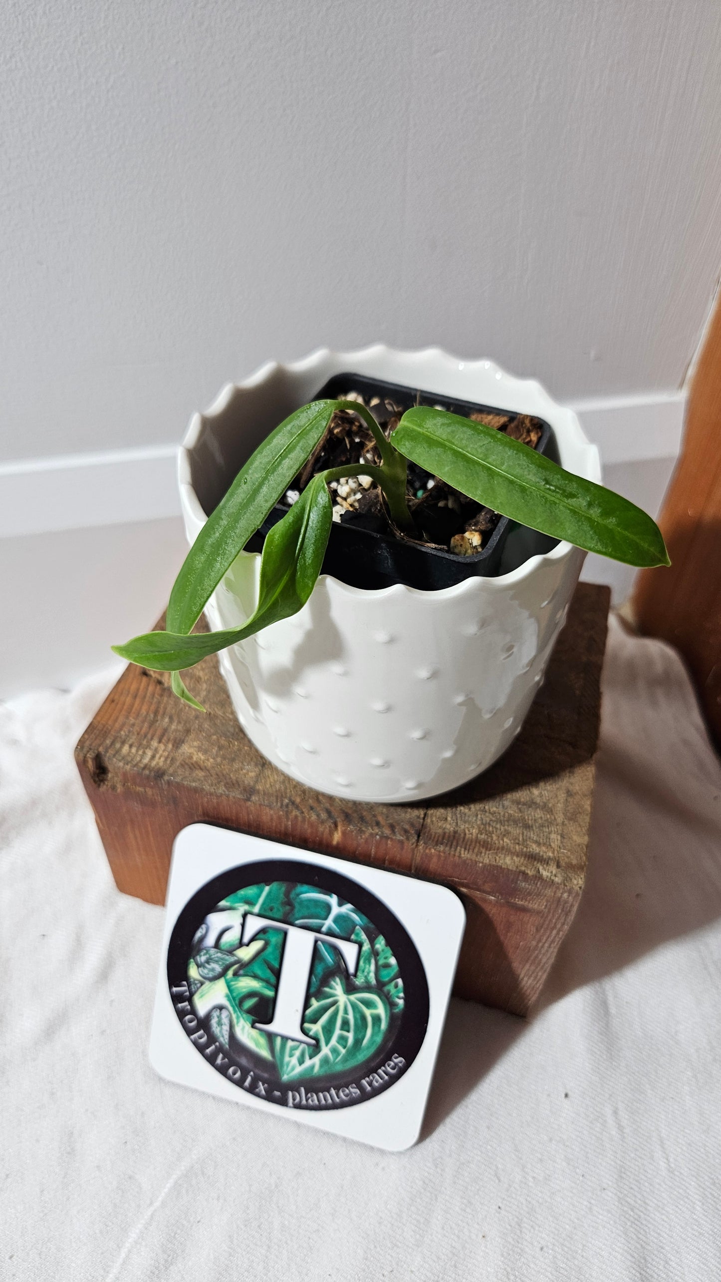 Anthurium Ceronii Aff "format PETIT"(ANT-539)