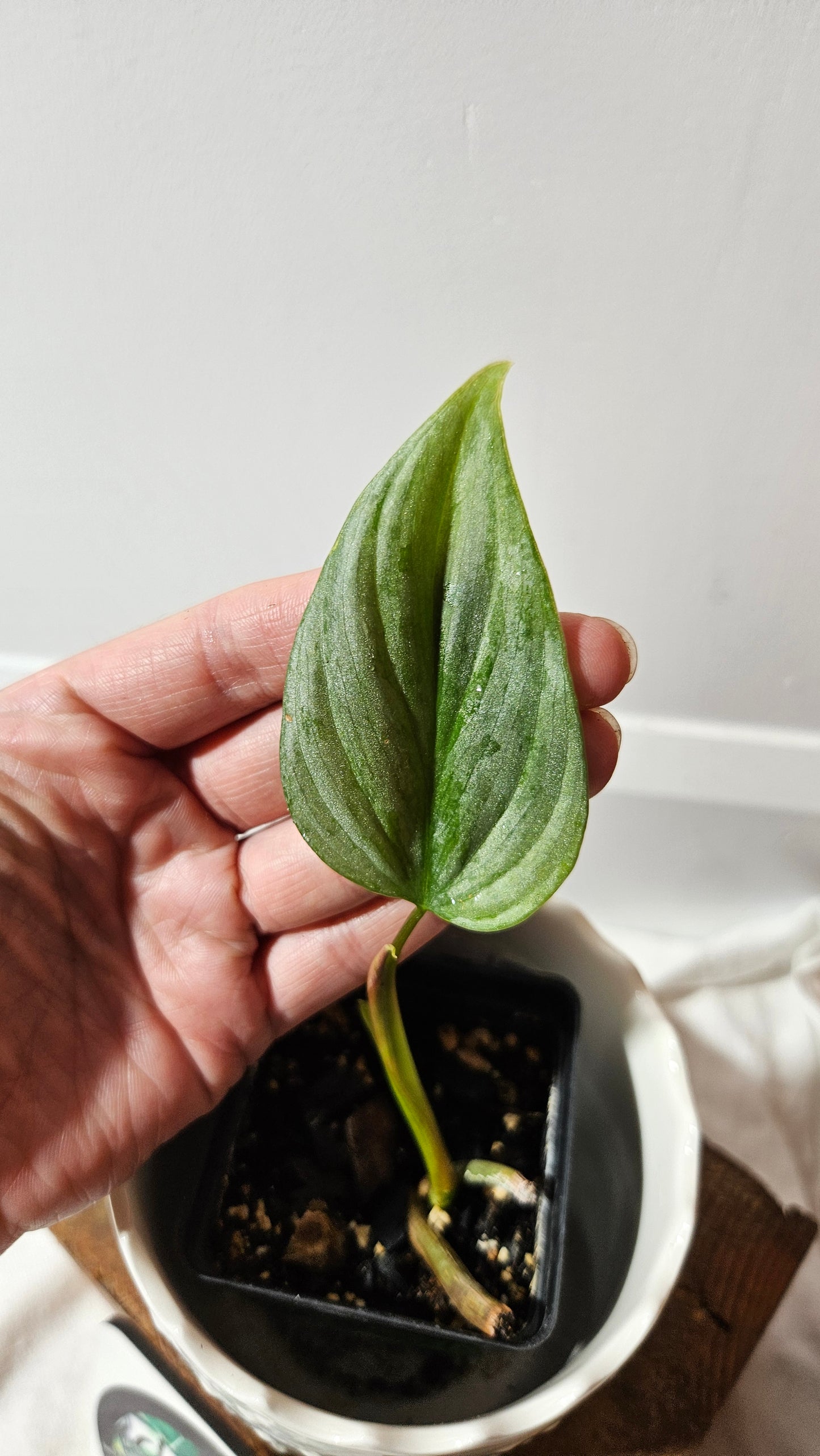Philodendron Majestic (PHI-812)