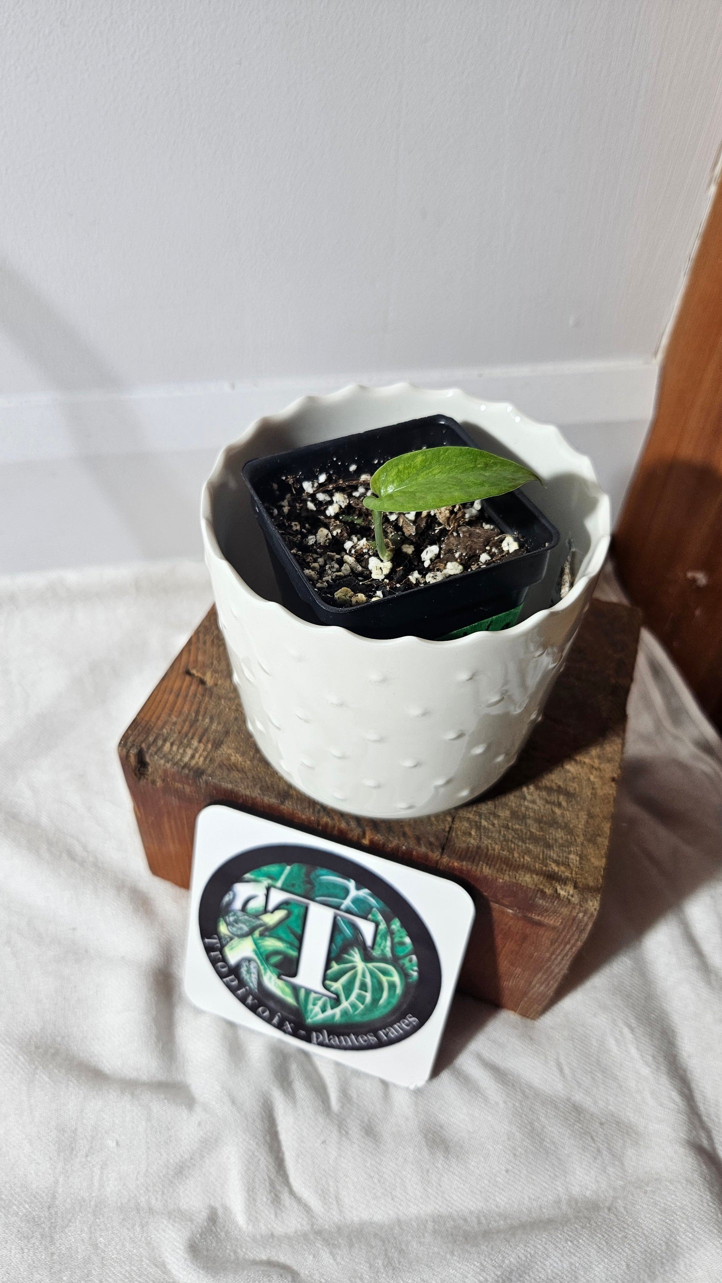 Amydrium Medium Mint Variegata (AMY-029)