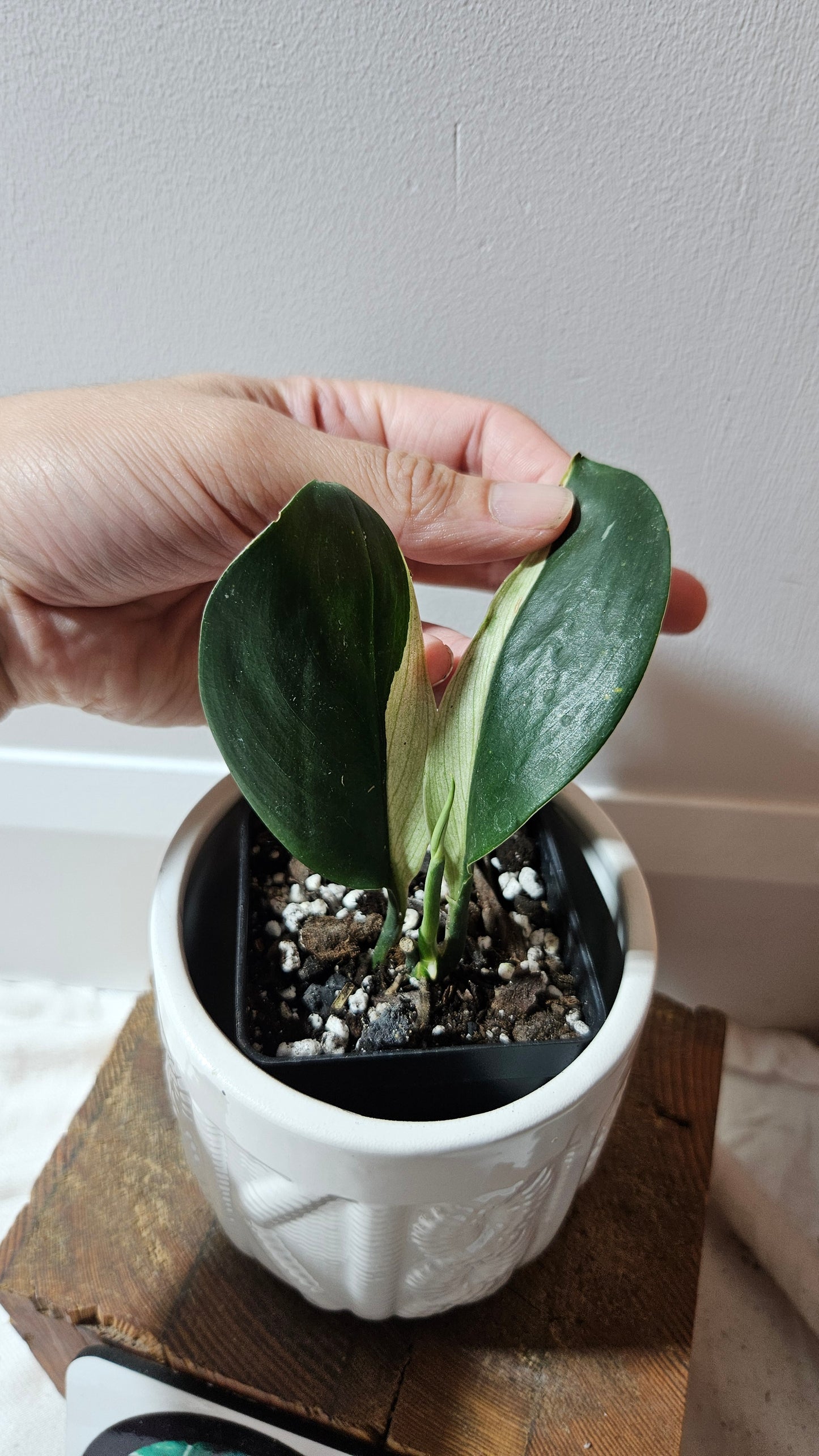 Scindapsus Treubii Dark Form albo (SCI-1266)