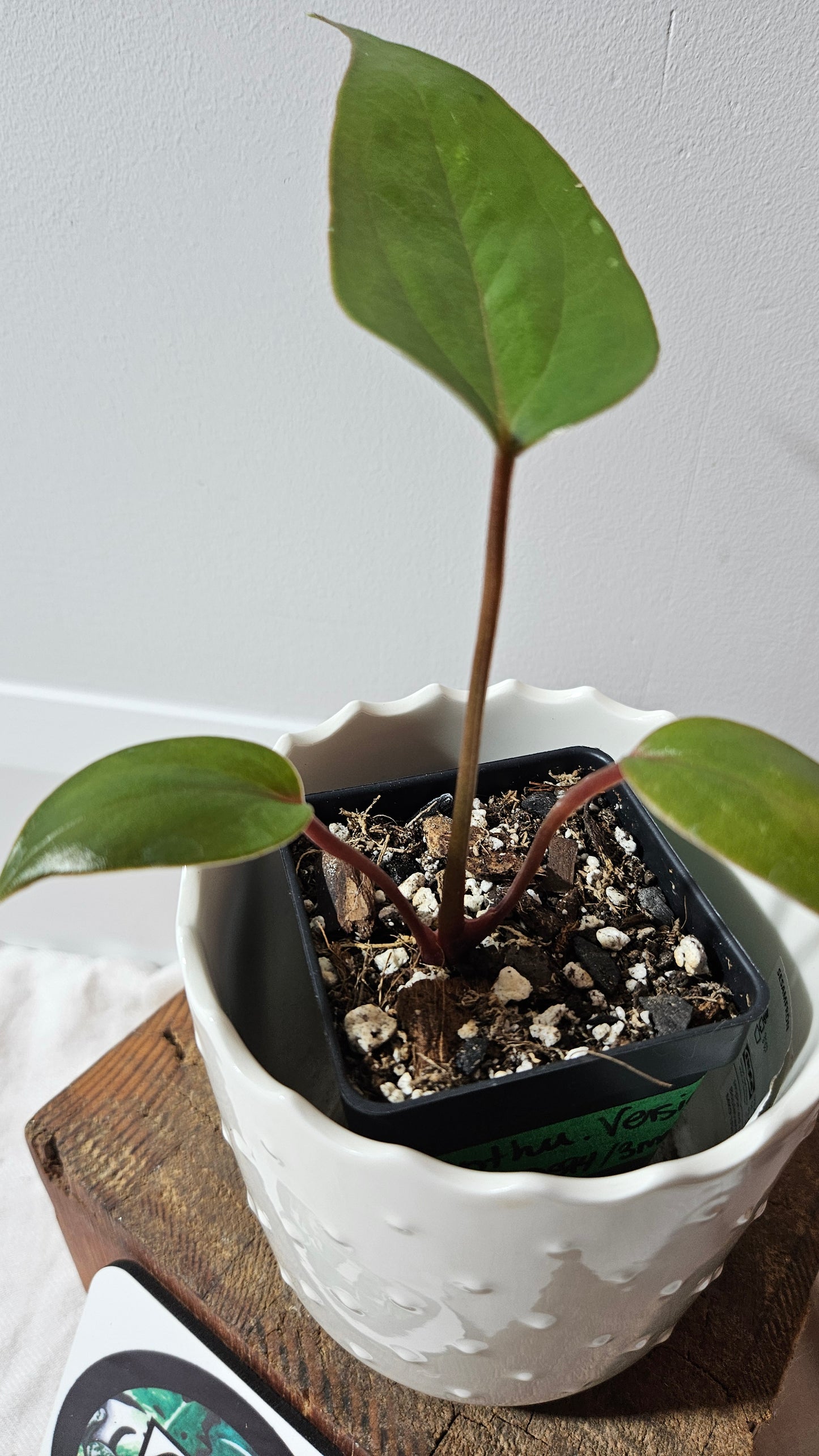 Anthurium Versicolor Aff Napo "format PETIT" (ANT-151)
