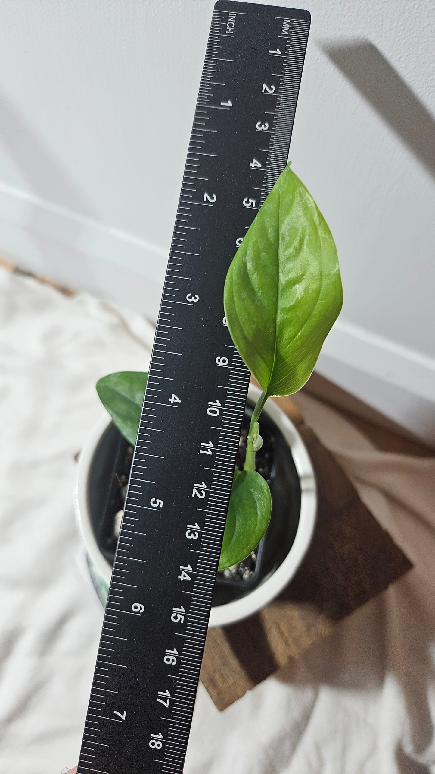 Monstera Obliqua Aff Lemon Sharp (MON-307)