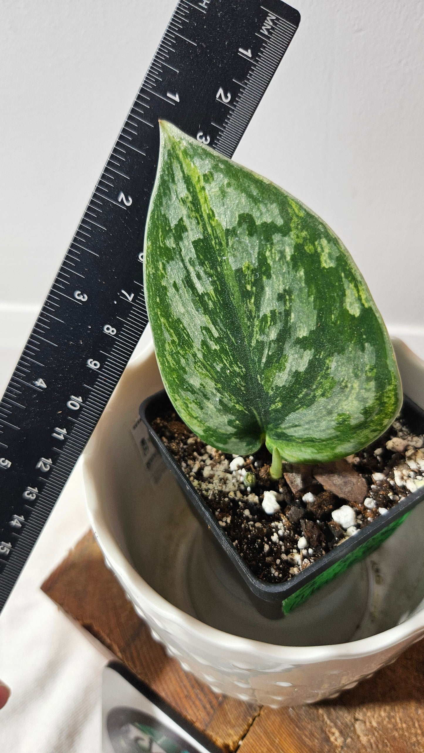 Scindapsus Hologram (SCI-825)