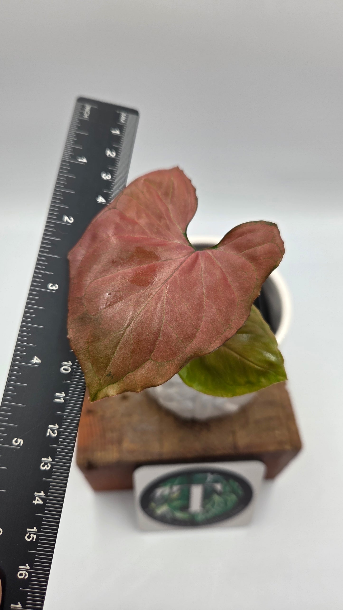 Syngonium Orm Nak Red (SYN-522)