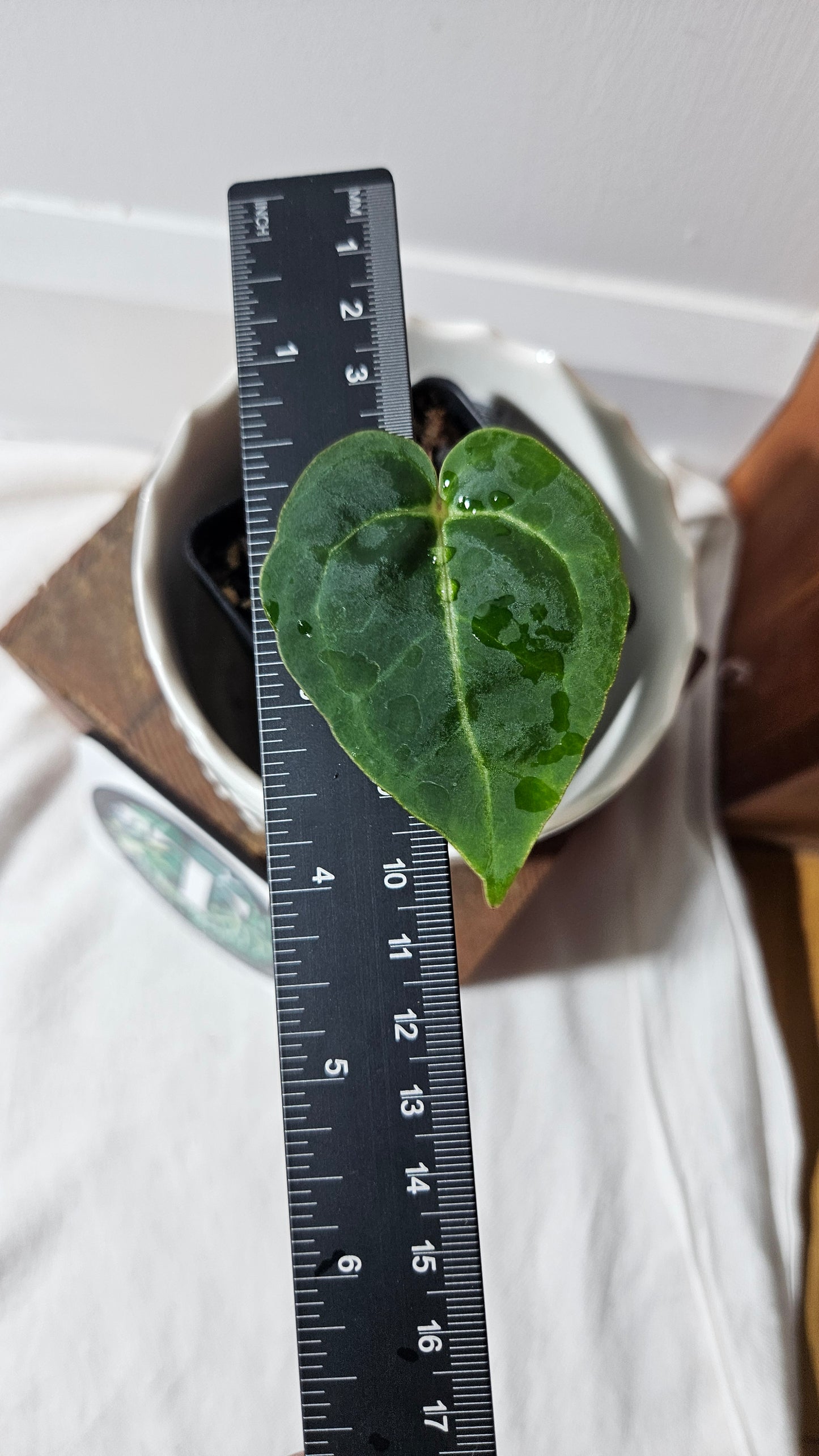 Anthurium Byson x Blue Ocean "SMALL format" (ANT-328)