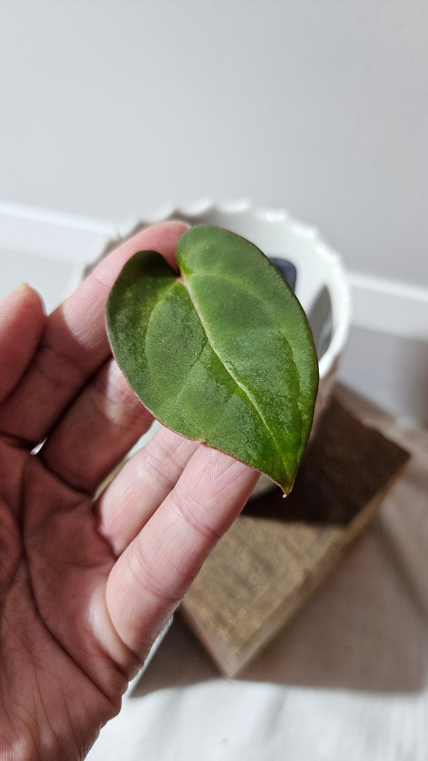 Anthurium Red Stem "format PETIT" (ANT-514)