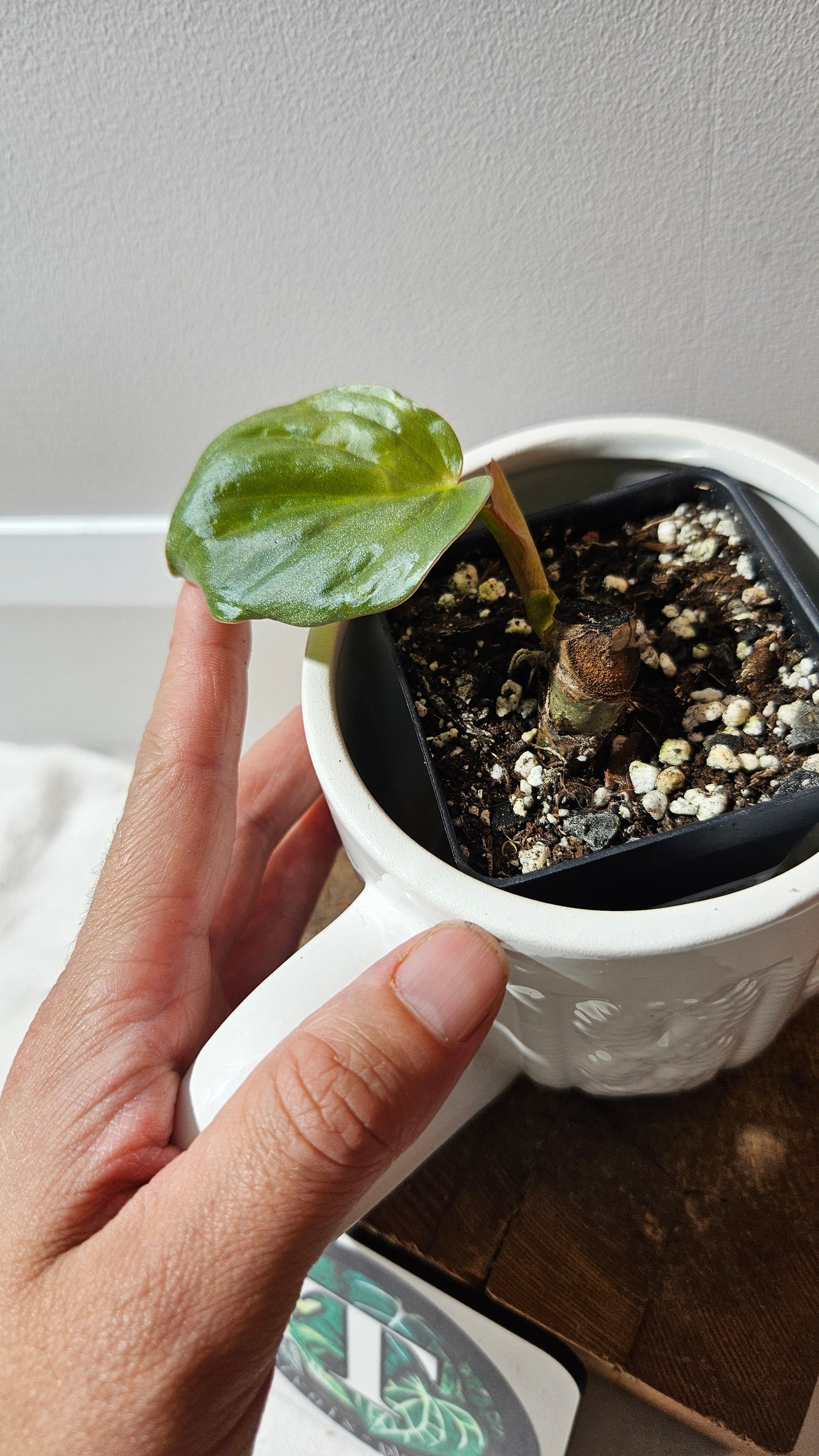 Philodendron Aff Colombia Chocolate (PHI-910)