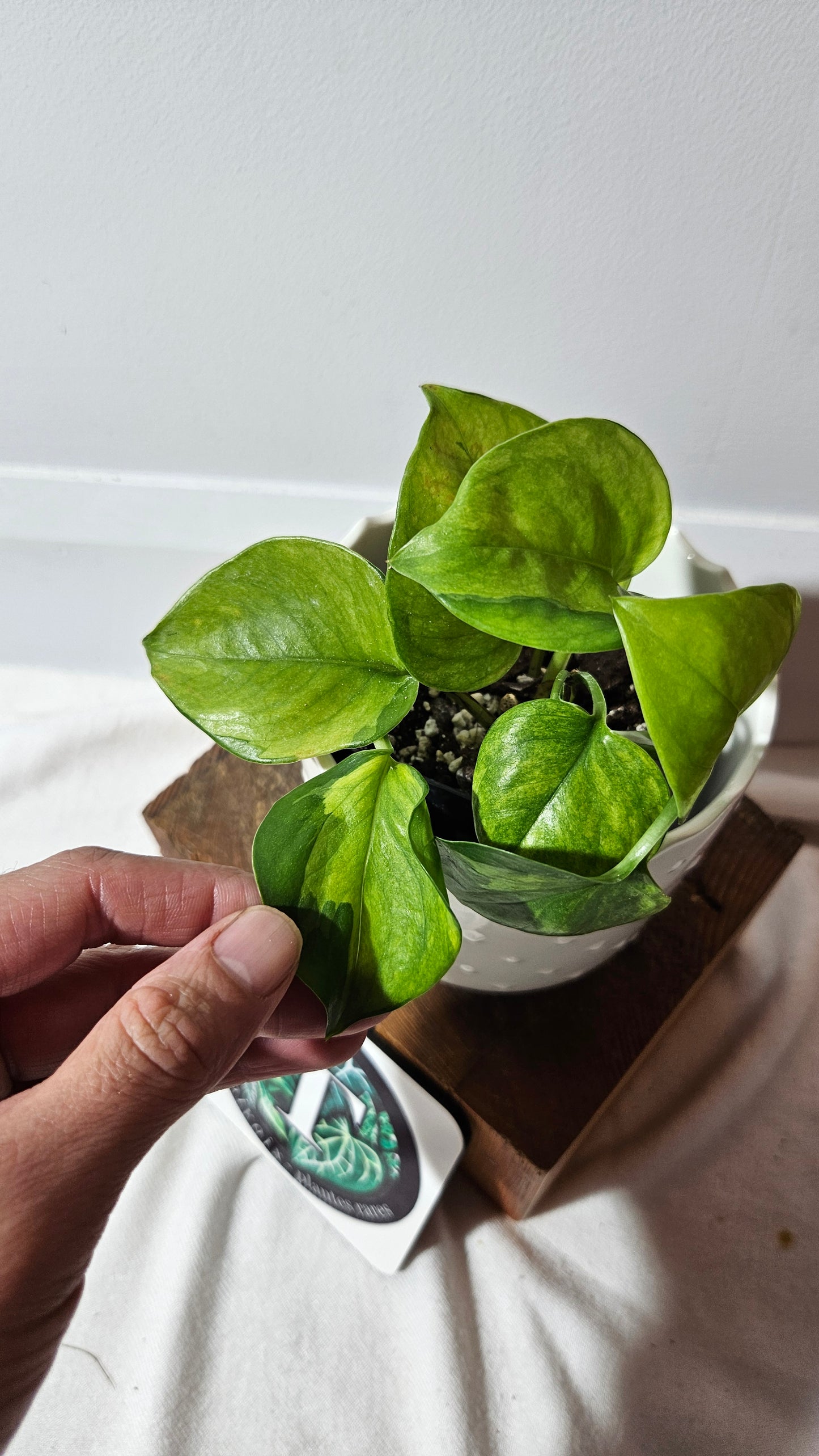 Epipremnum Aureum Manjula yellow/Olivia/Mint (EPI-213)
