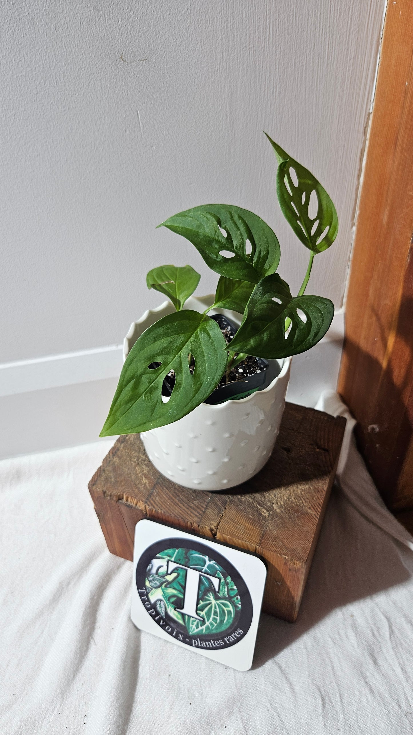 Monstera Obliqua Aff Indanza (MON-280)
