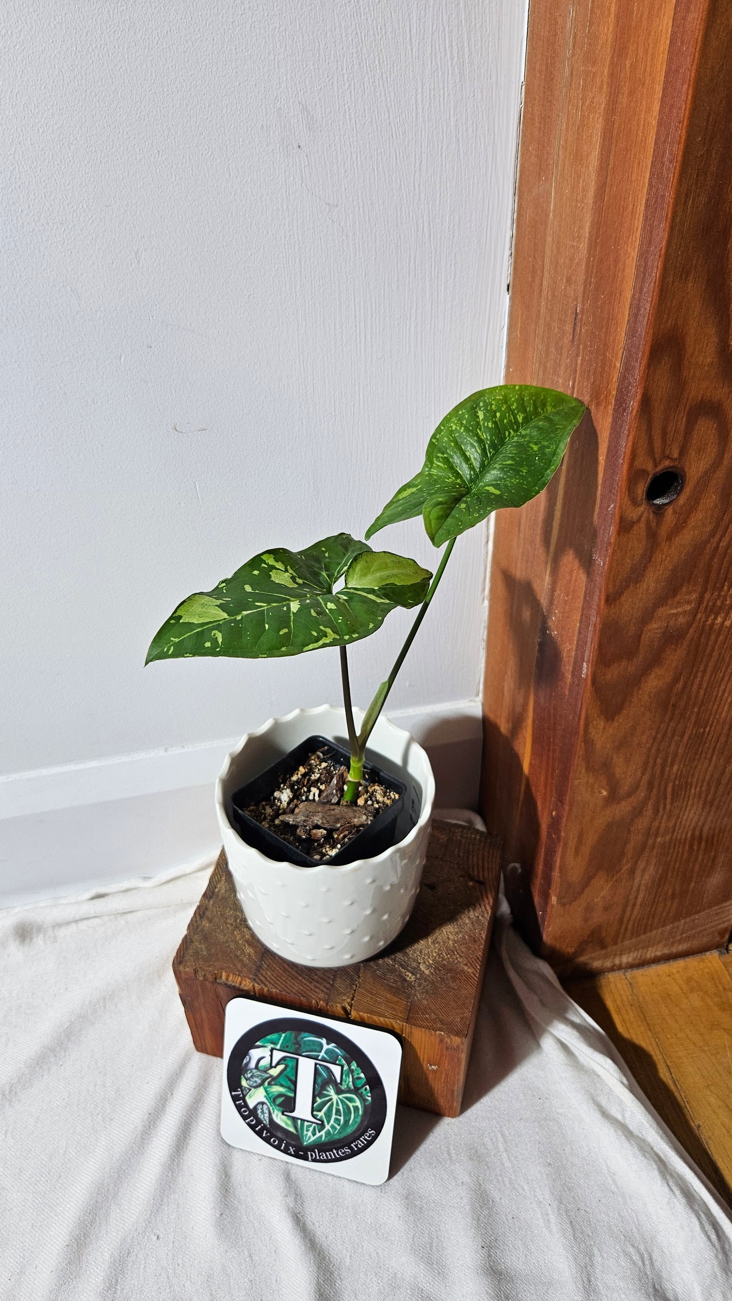 Syngonium Panda/Indo (SYN-448)