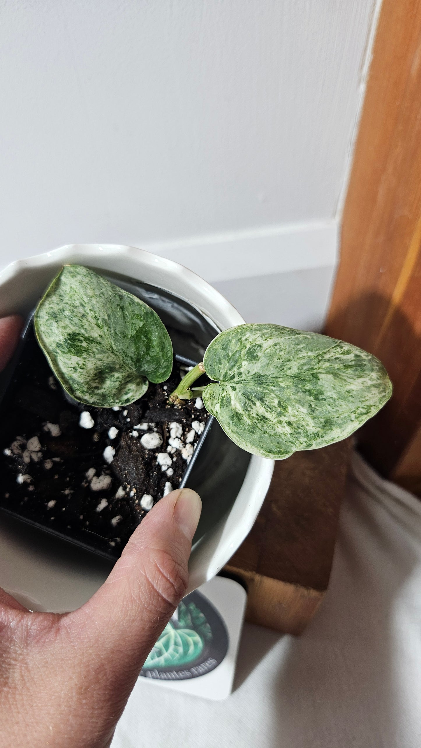 Scindapsus Silver Cloud variegata (SCI-1026)