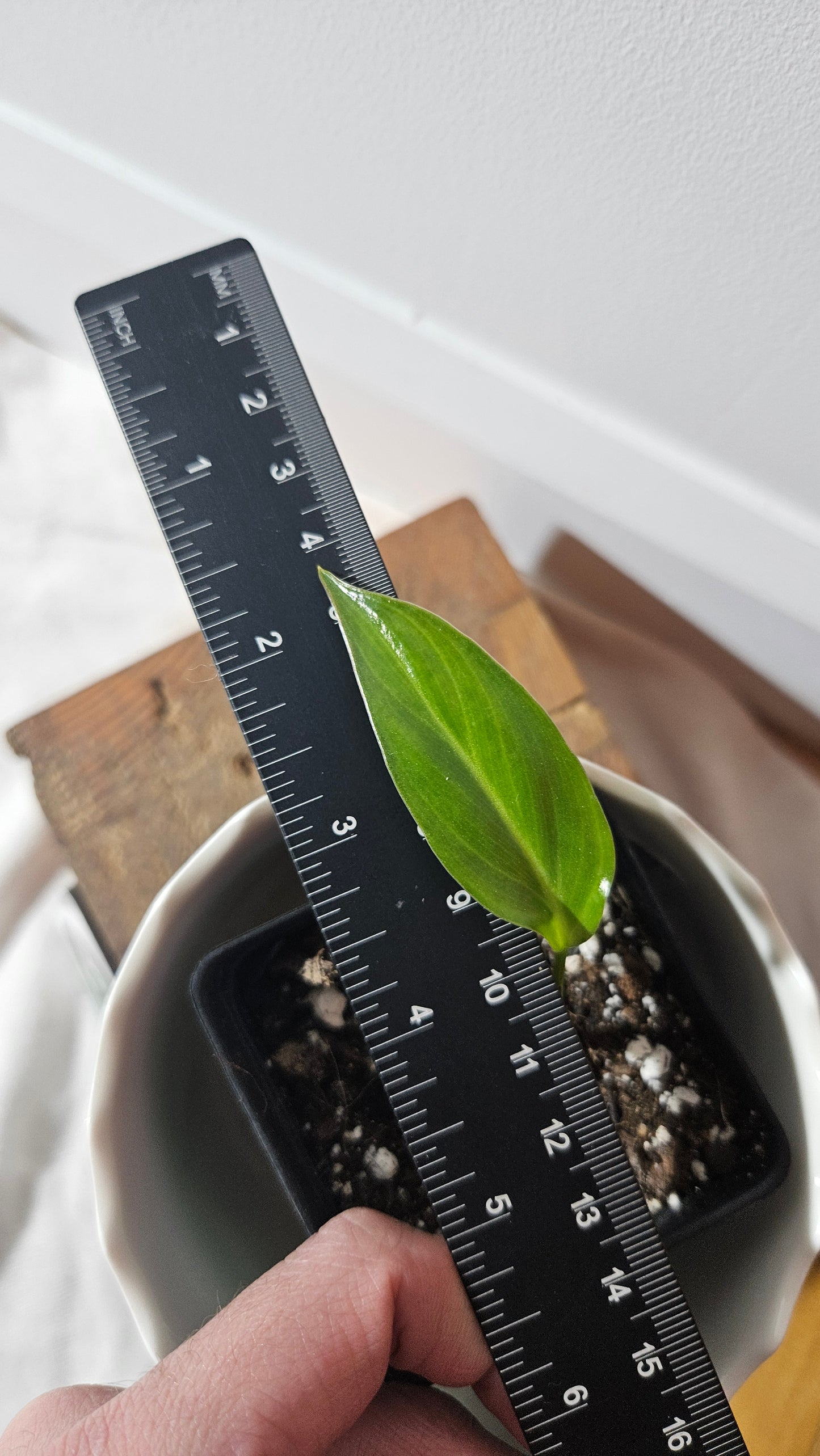 Philodendron Bernadopazi (PHI-764)