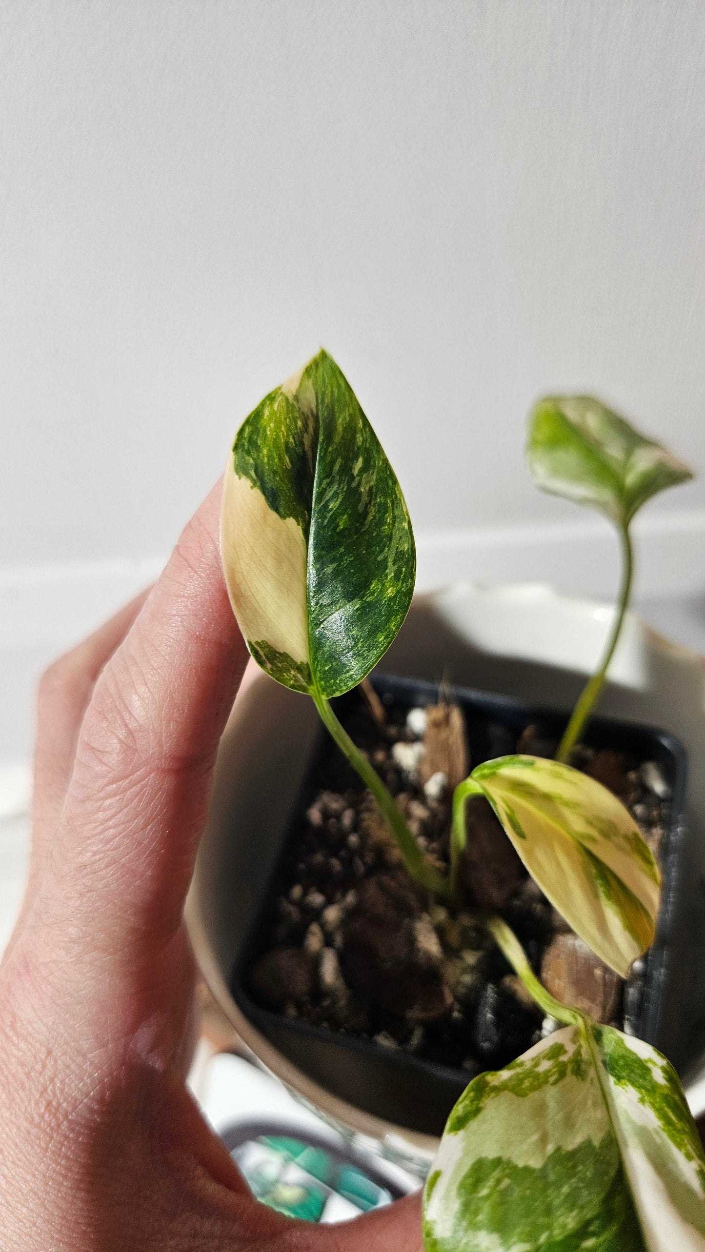 Monstera Lechleriana Albo (MON-399)
