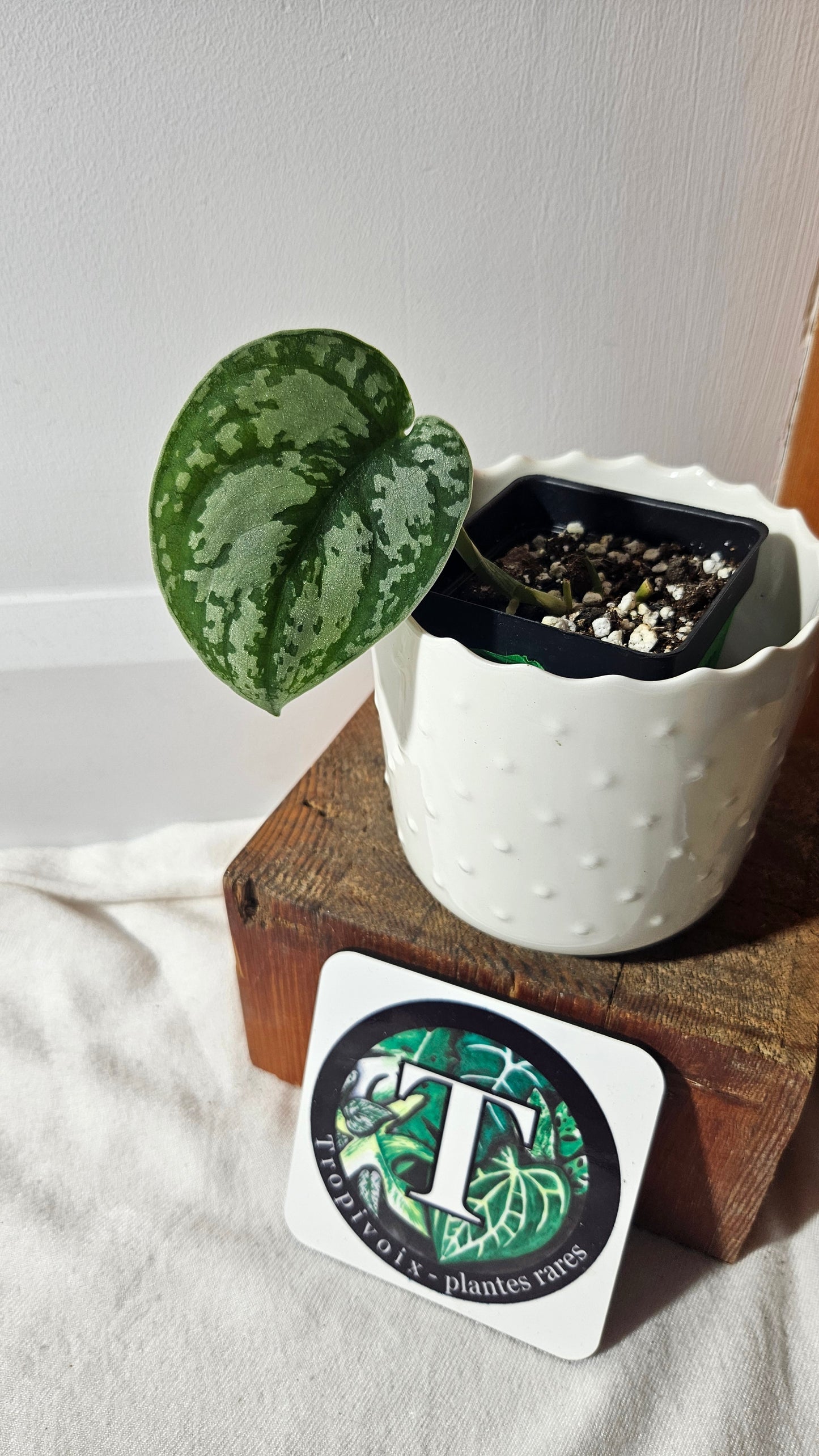 Scindapsus Silver Queen (SCI-950)