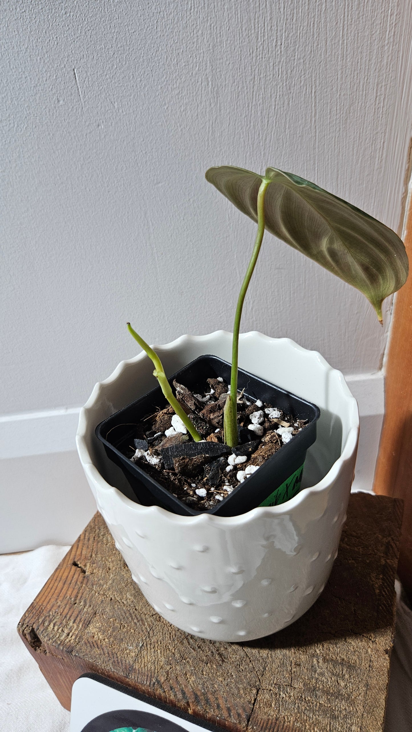 Philodendron Rubrijuvenile X Melanochrysum (PHI-888)
