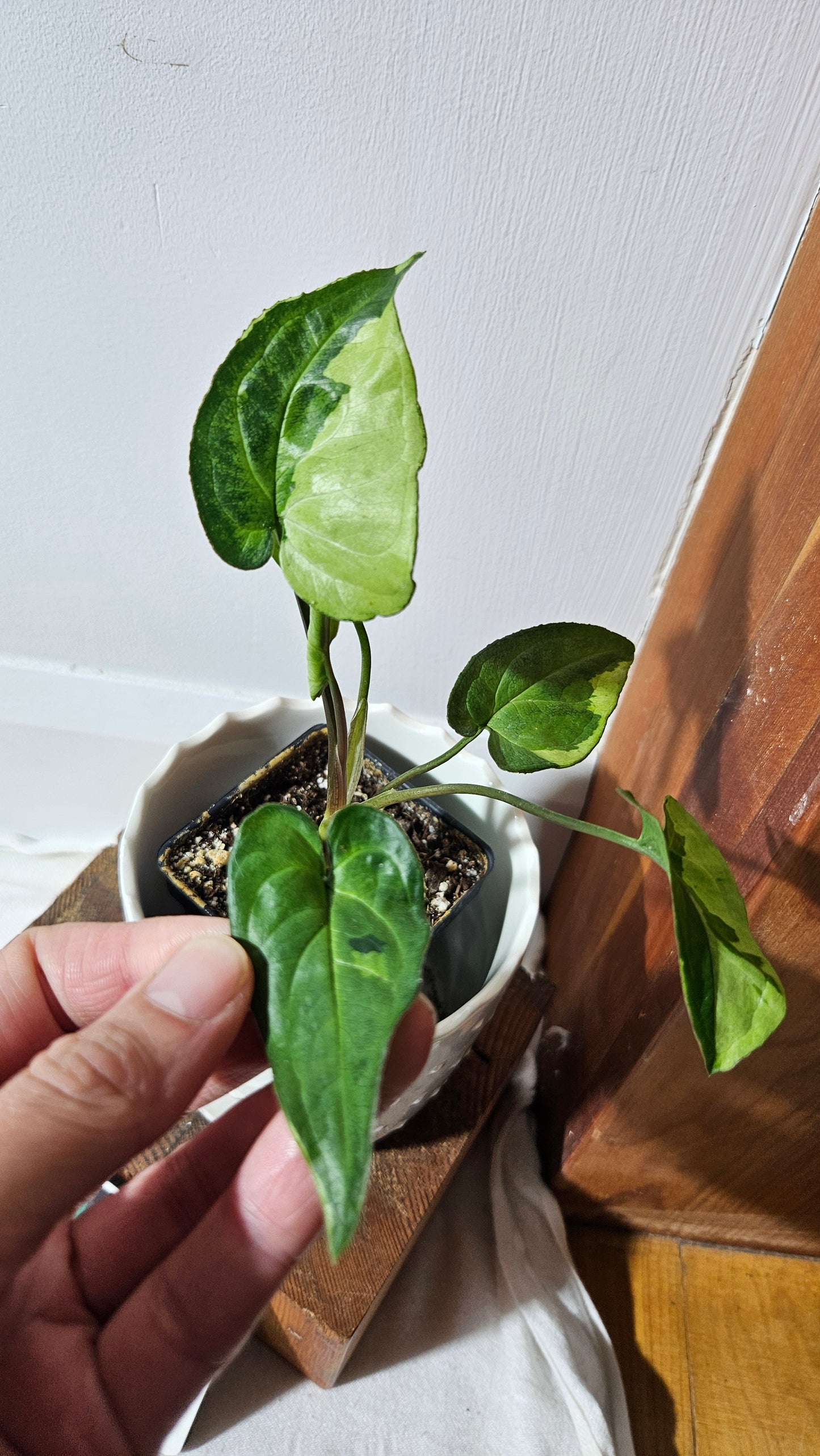Syngonium Three kings (SYN-081)