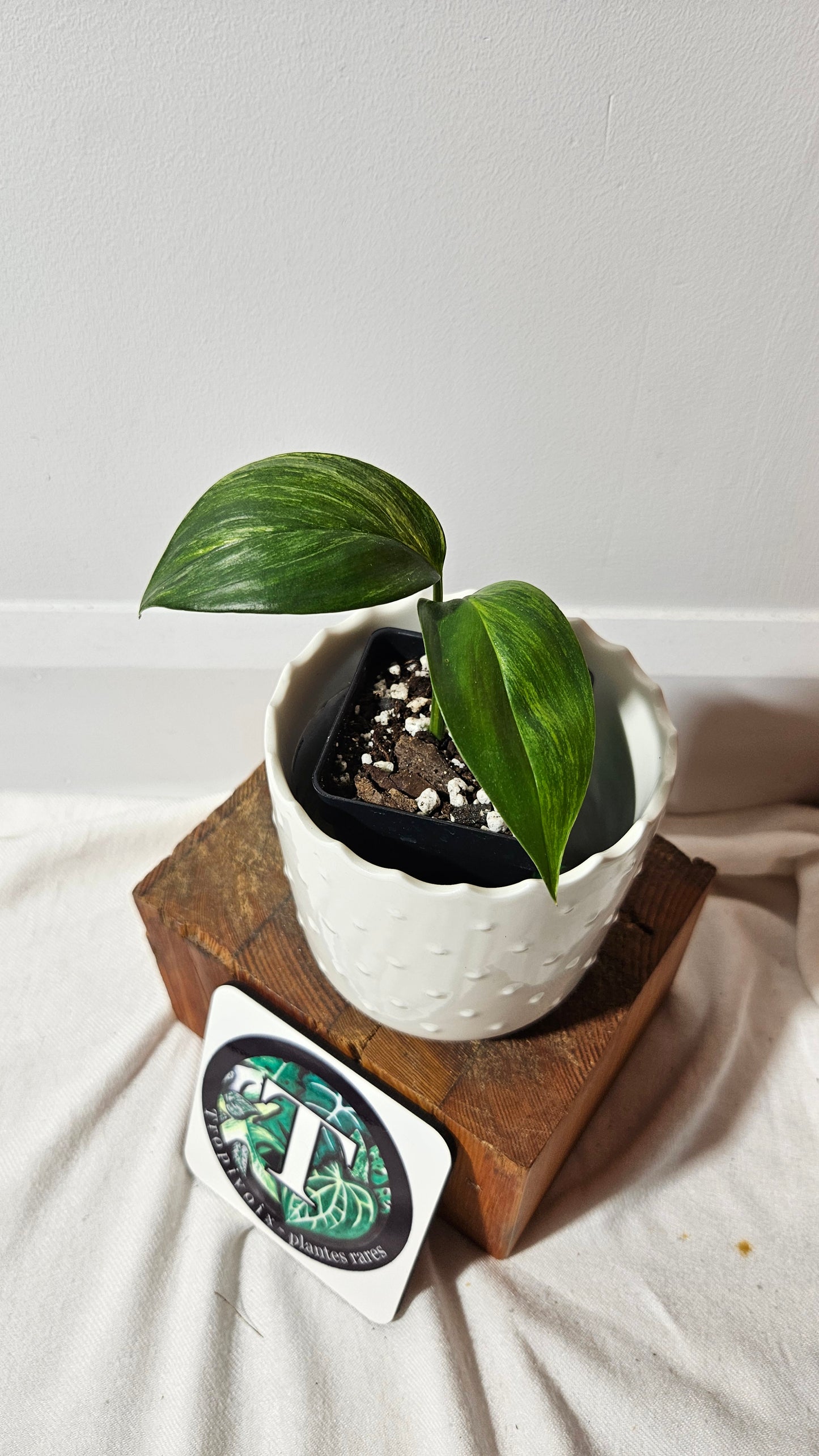 Epipremnum Amplissinum Variegata (EPI-219)