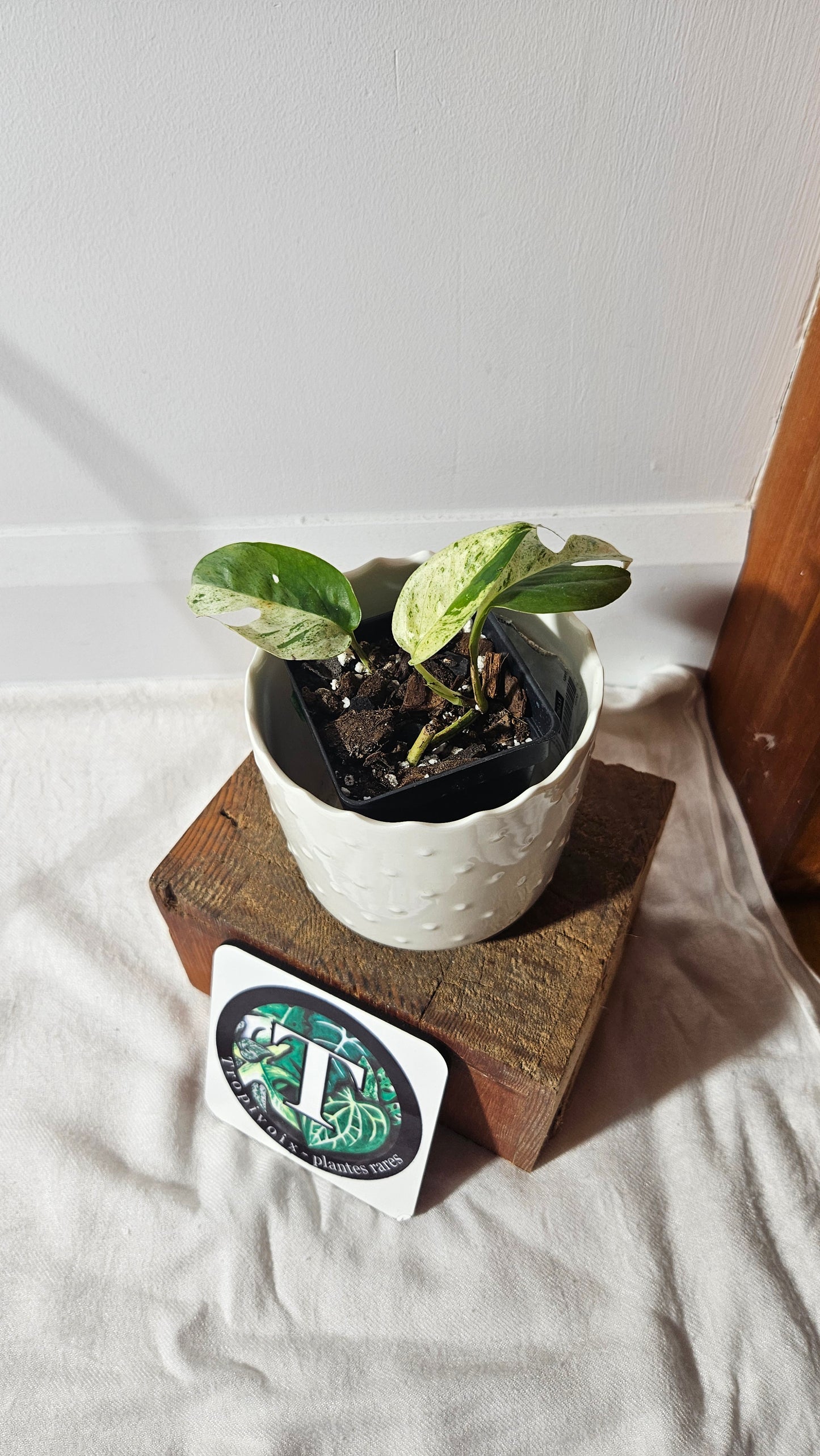 Epipremnum pinnatum Marble (EPI-210)