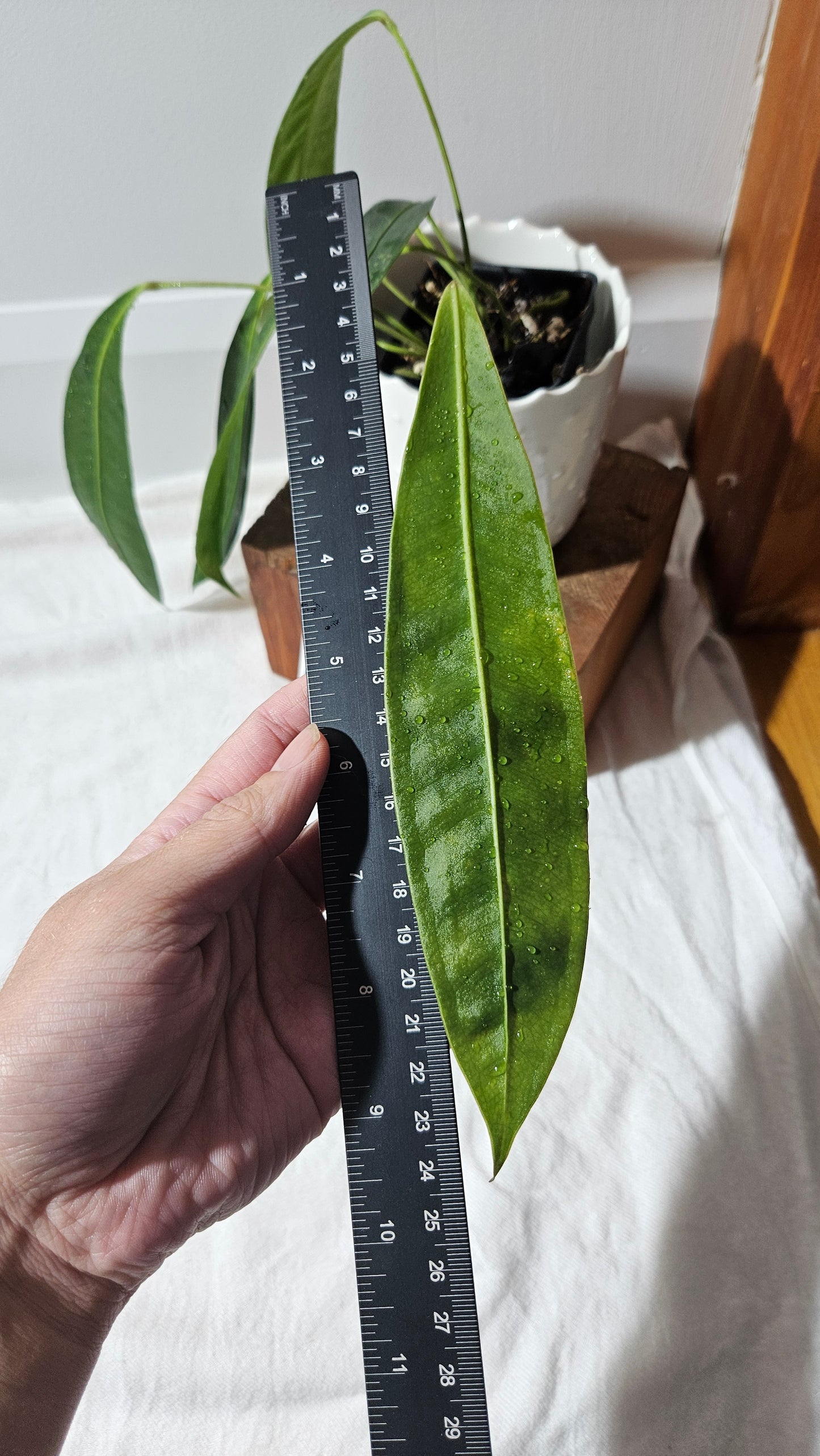 Anthurium Wendlingeri Aff "format MOYEN" (ANT-569)