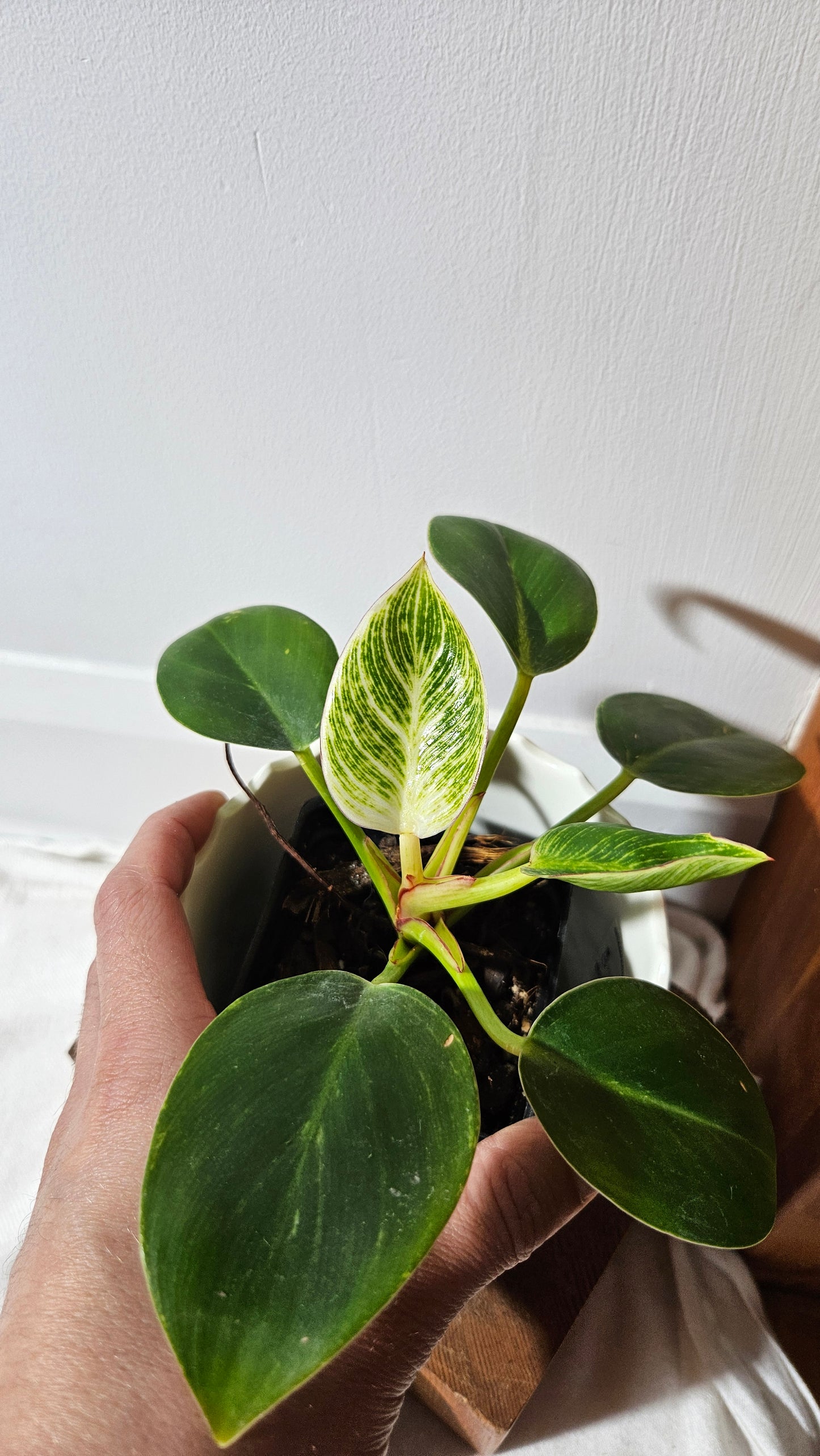 Philodendron Birkin (PHI-852)