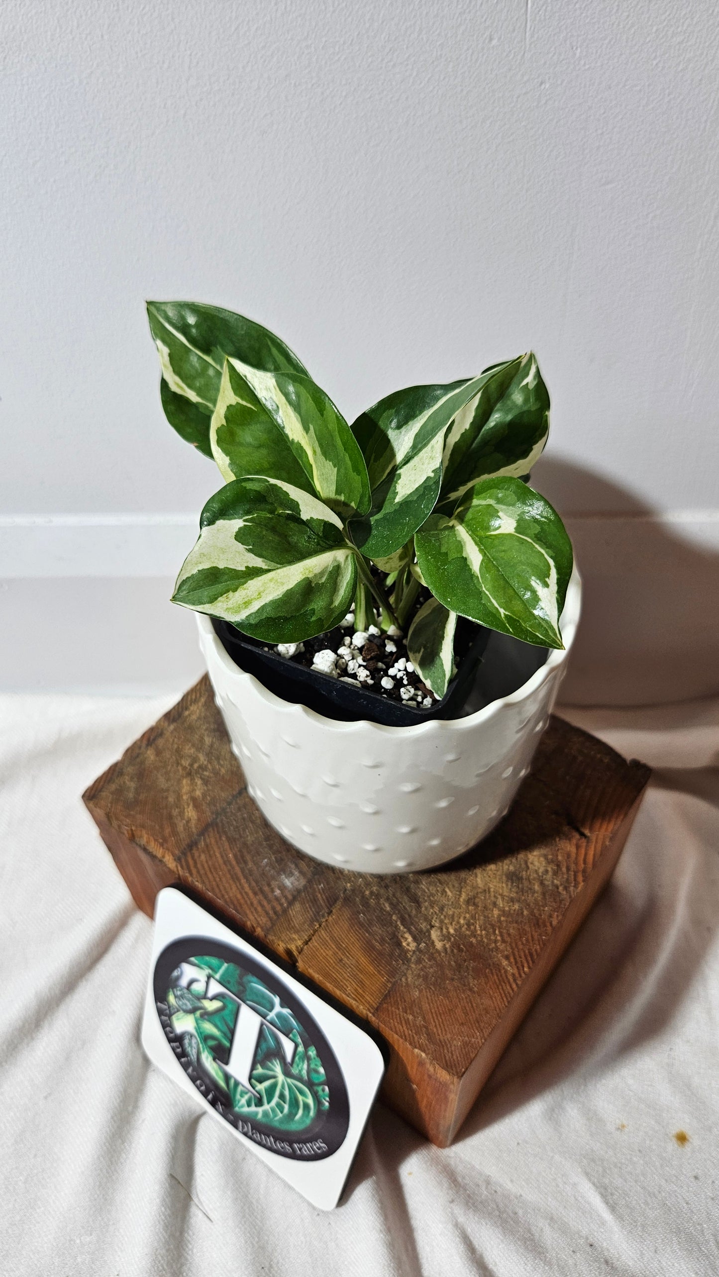 Epipremnum Aureum Glacier (EPI-187)