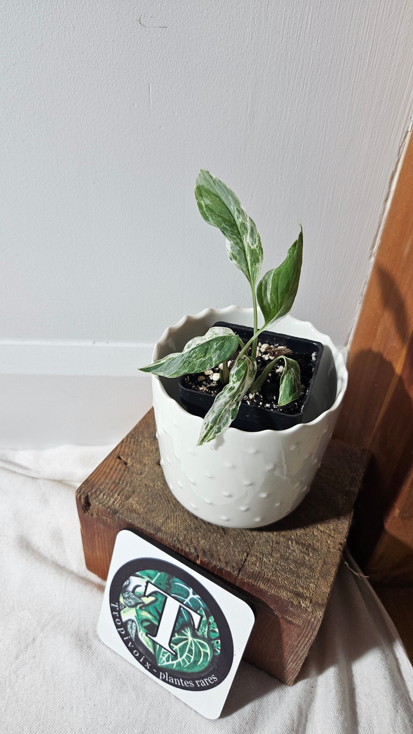 Monstera Andasonii Mint/Indo (MON-409)